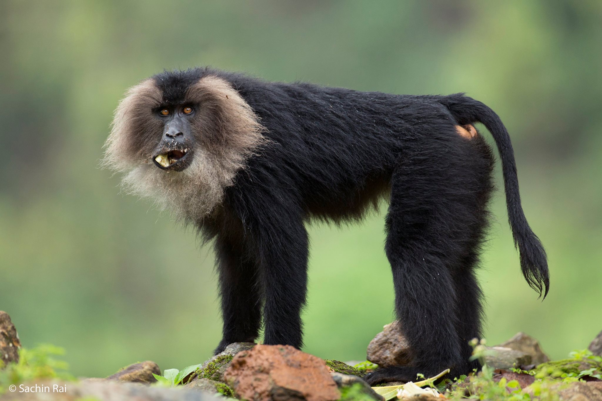 Toehold Animal of the Week: Lion-tailed Macaque, Anaimalai, India