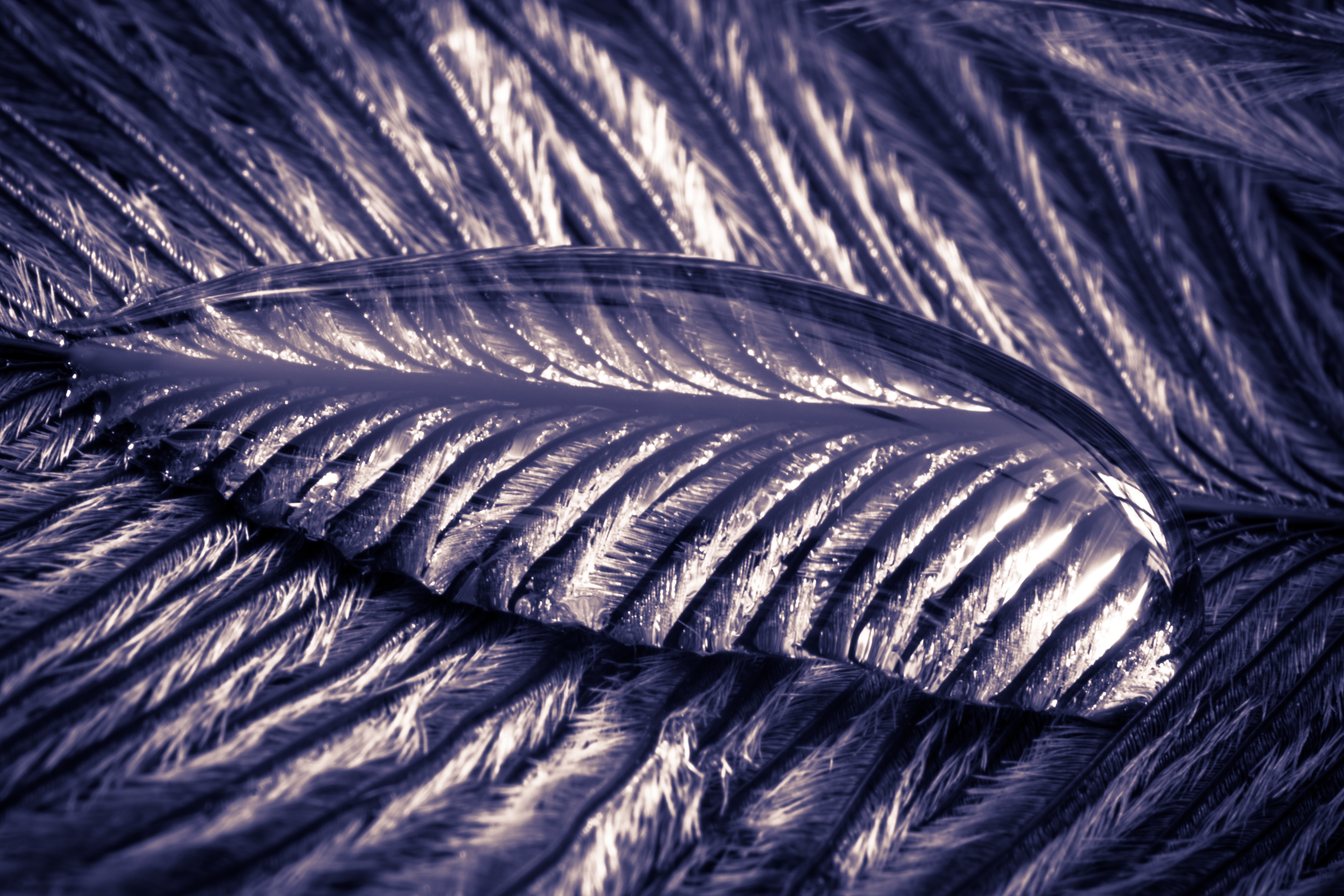 Liquid on the feather photo
