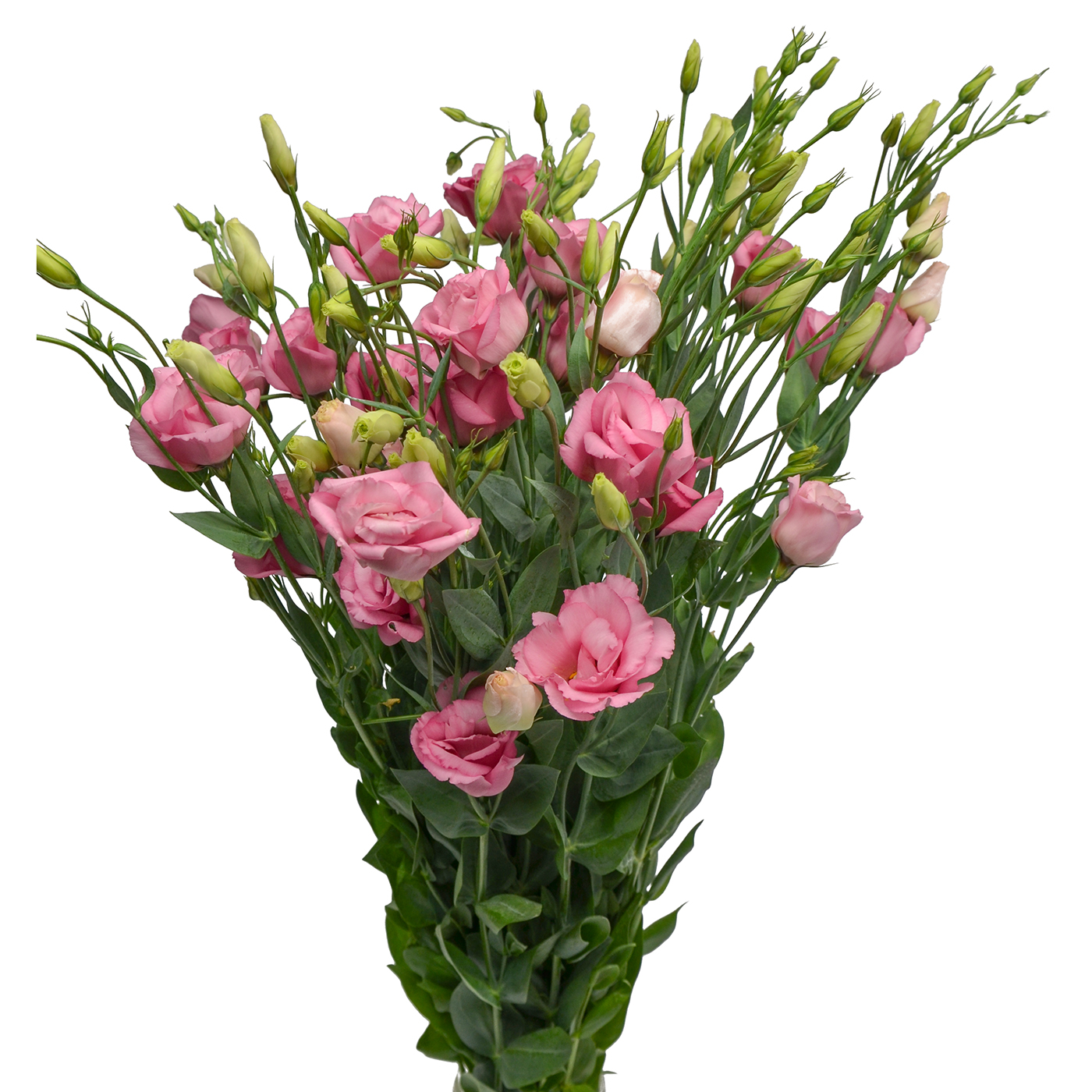 Lisianthus Pink – Pick-up Flower Catalog