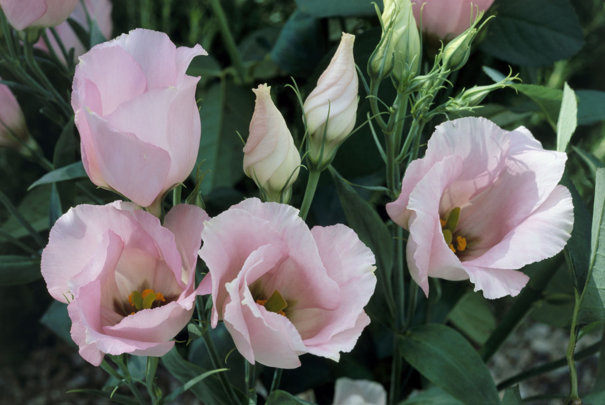 How to Grow Lisianthus Flowers in the Garden