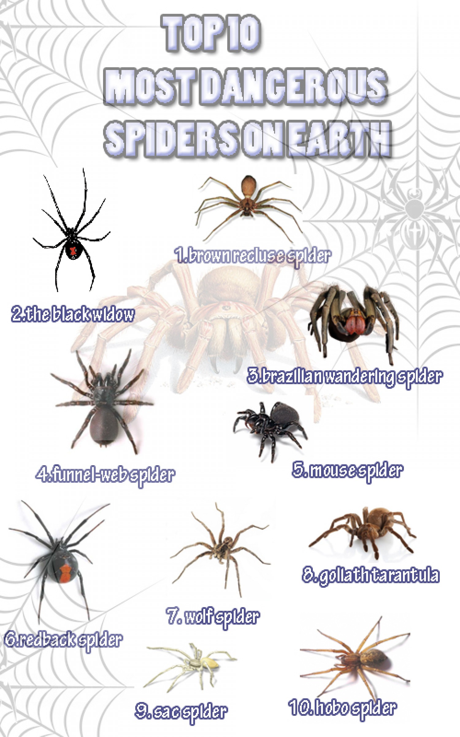 Top 10 Most Dangerous Spiders On Earth | Visual.ly