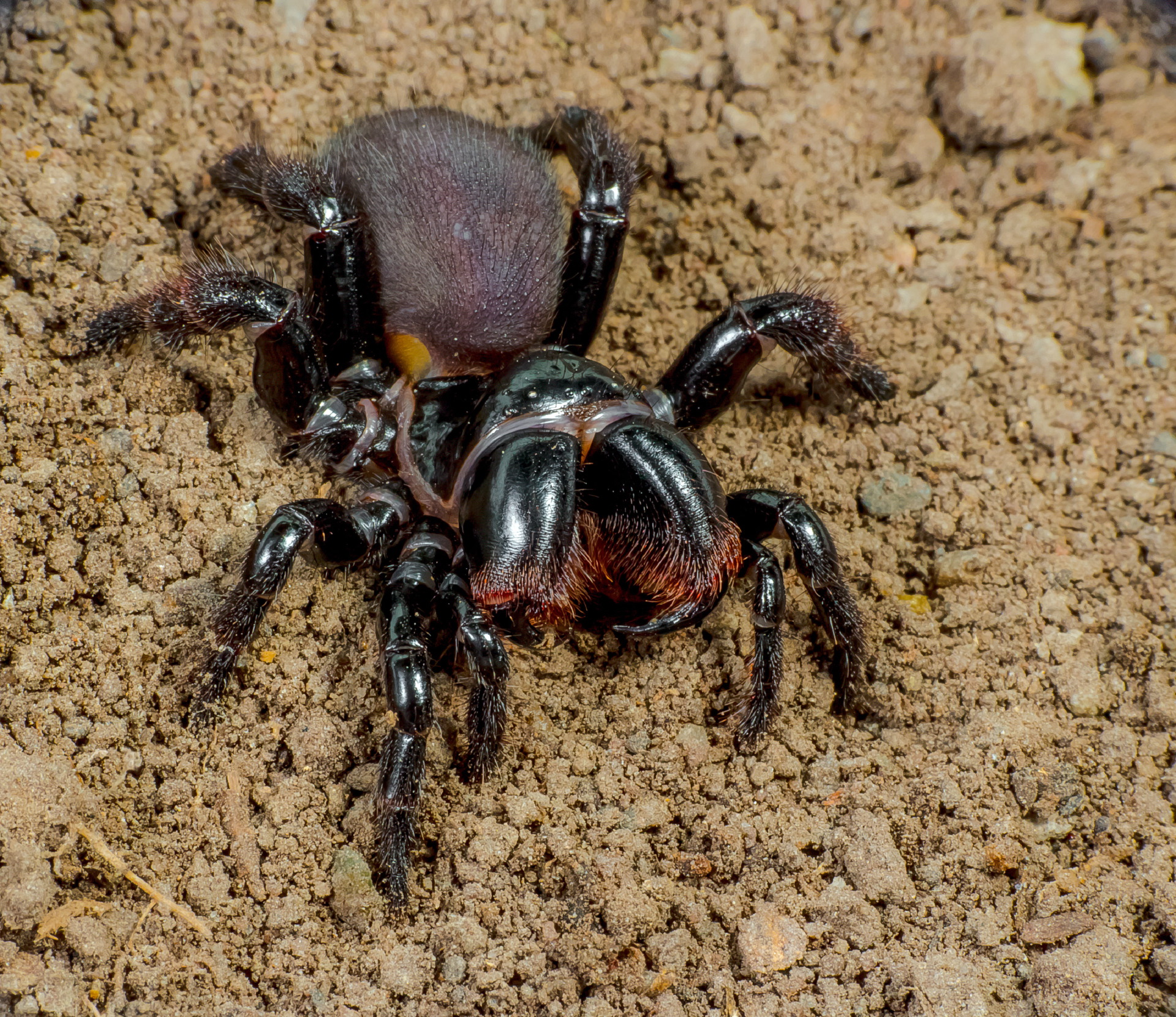 List of common spider species of Australia - Wikipedia