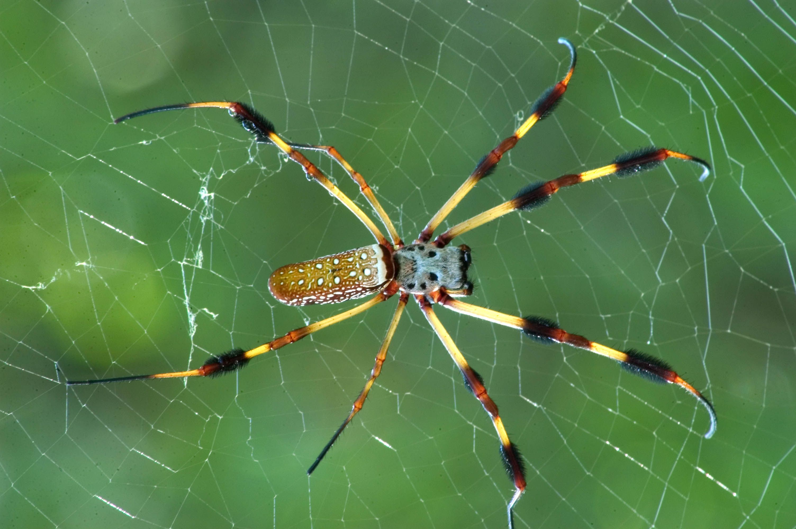Pin by Doris Ann Schrock on Harmfull Creatures | Pinterest | Spider ...