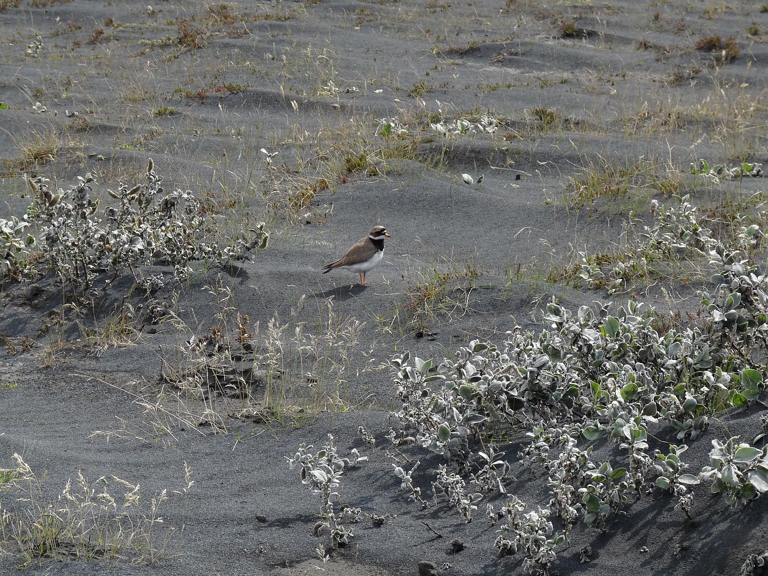 Little bird in volcanic ash photo