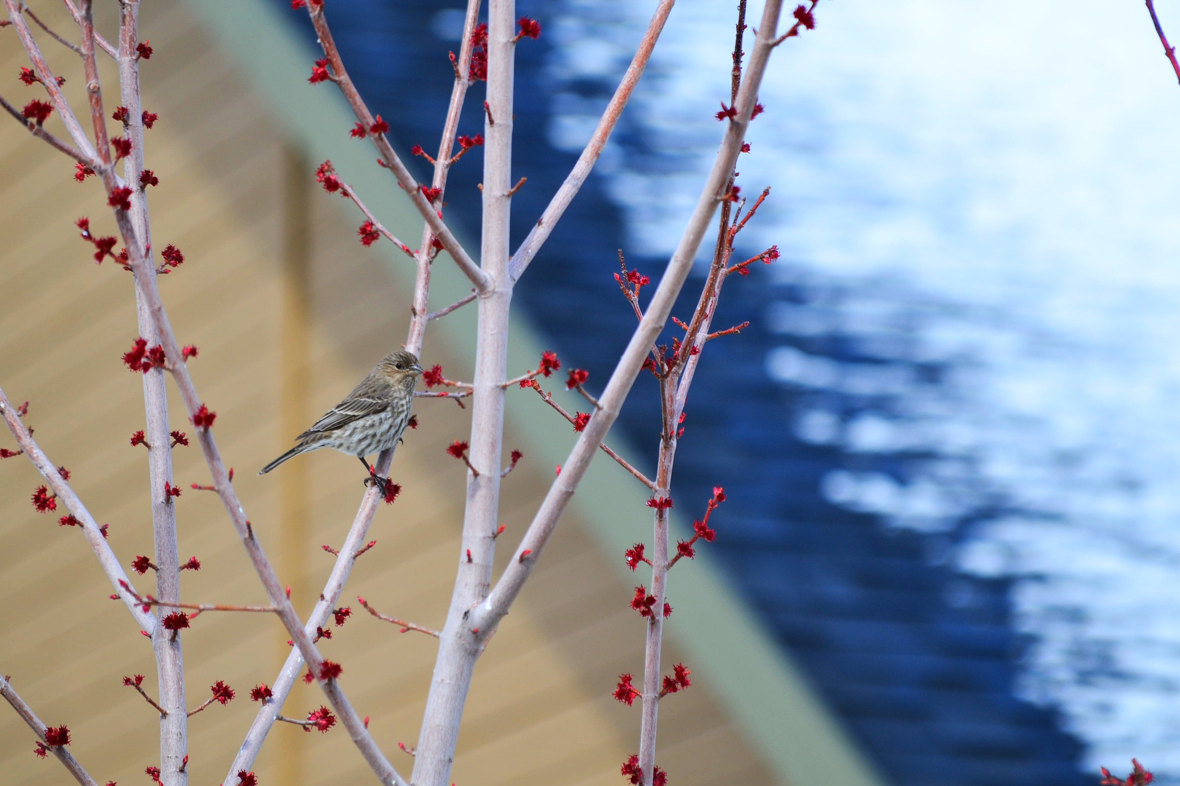 Little bird on a branch of a tree with red berries, Little bird on a branch of a tree with red berries