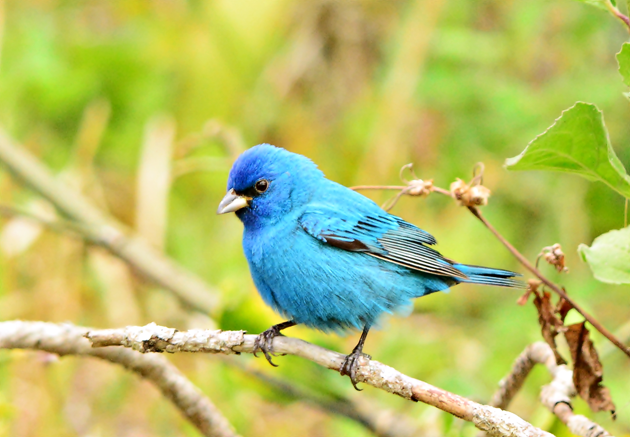 Which blue bird is it? | Dina's Wildlife Adventures
