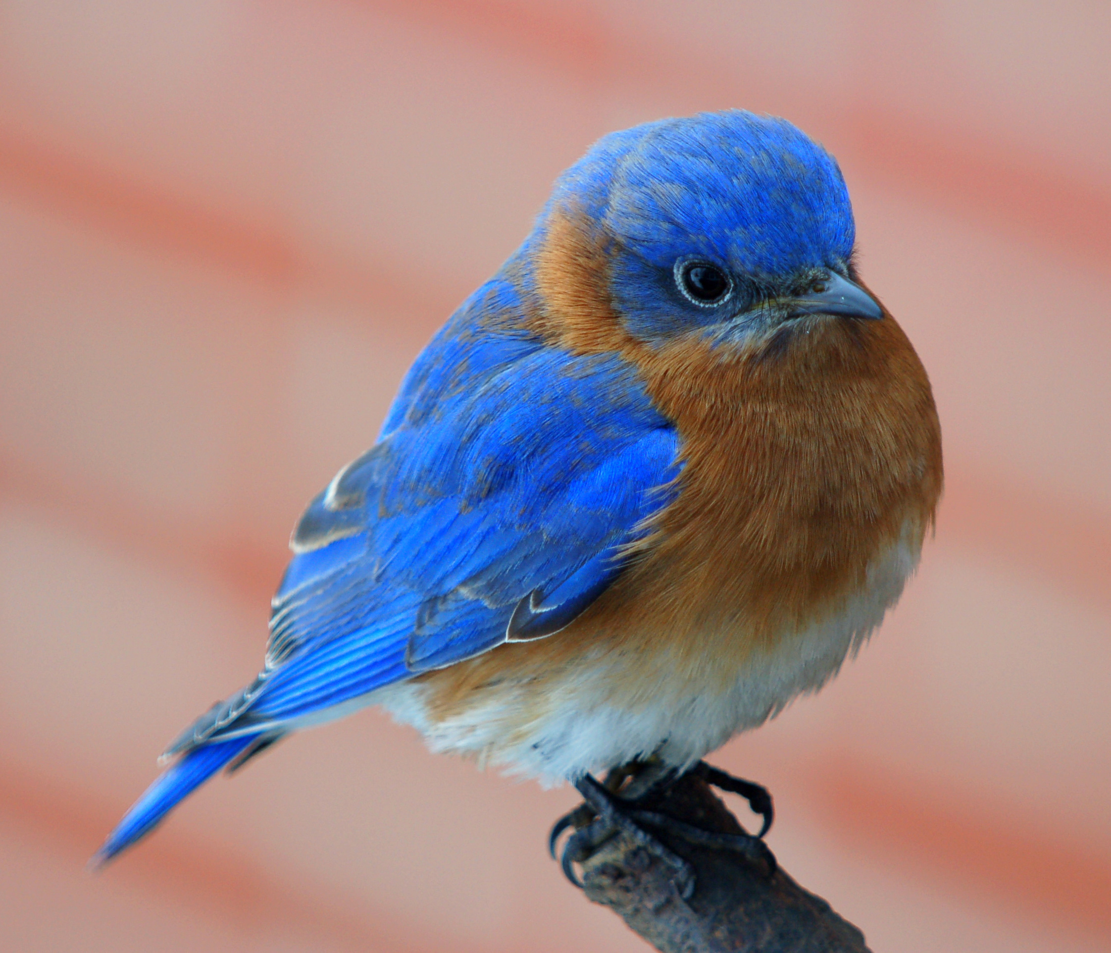 blue bird - Wildlife Garden