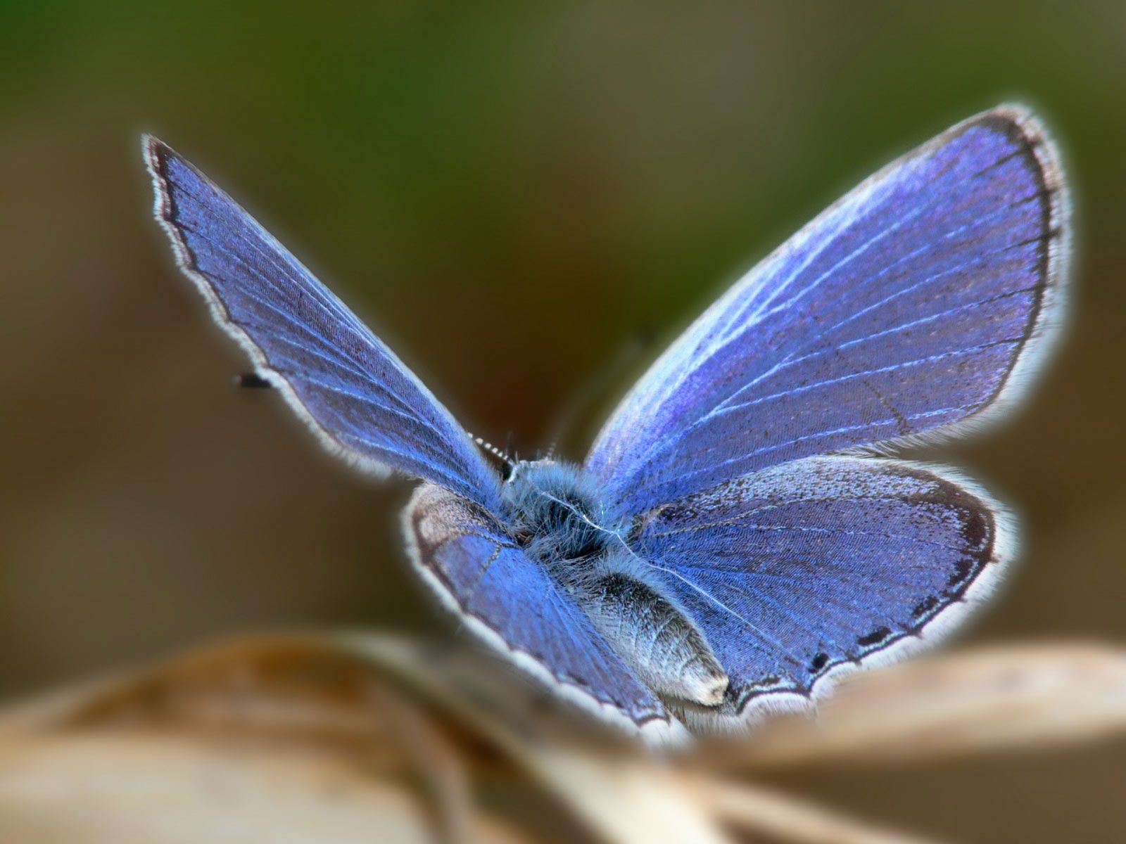 Xerces Blue Butterfly, an extinct species of butterfly in the ...