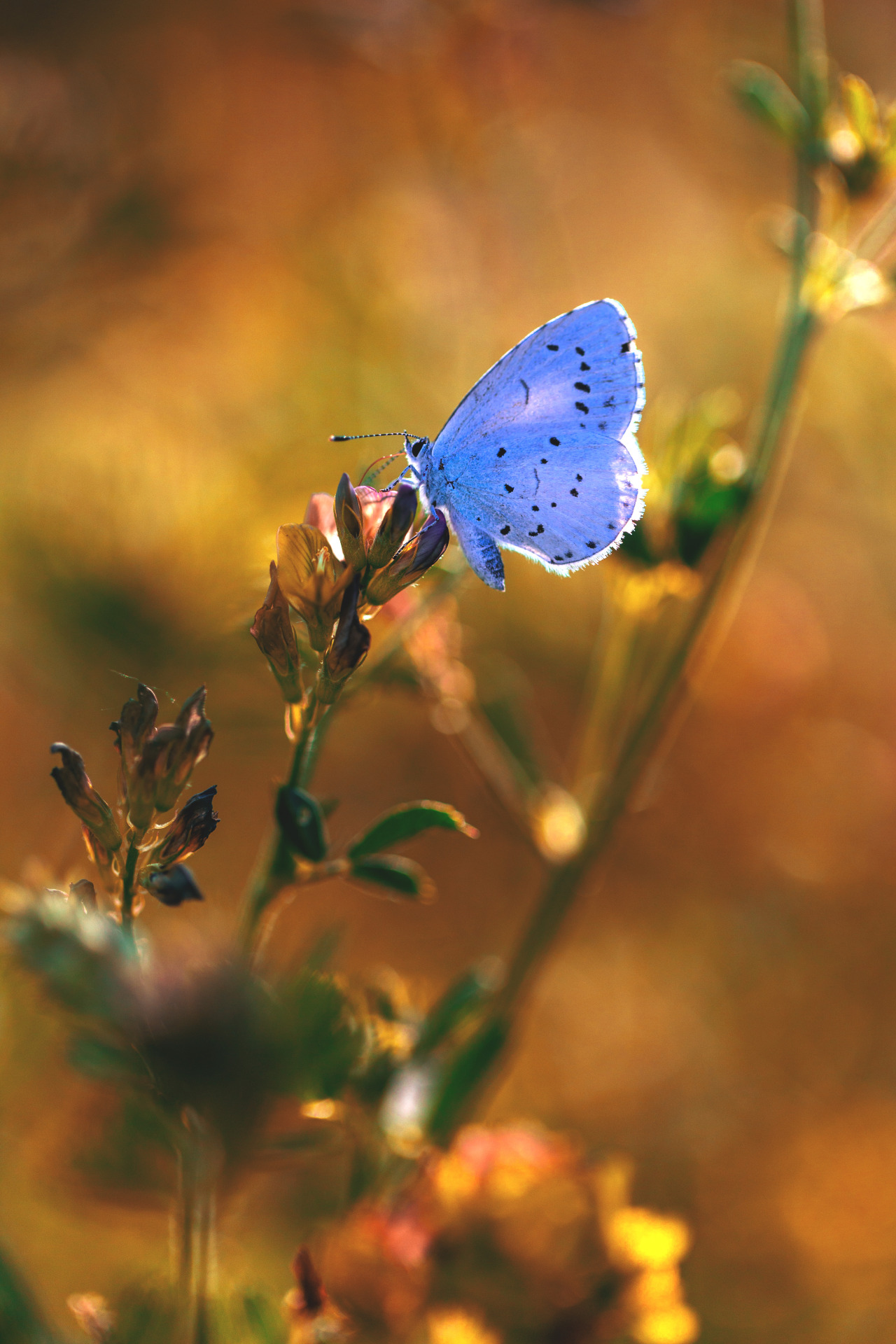 dennybitte: “ little blue by Denny Bitte ” | Butterflies, Ladybugs ...