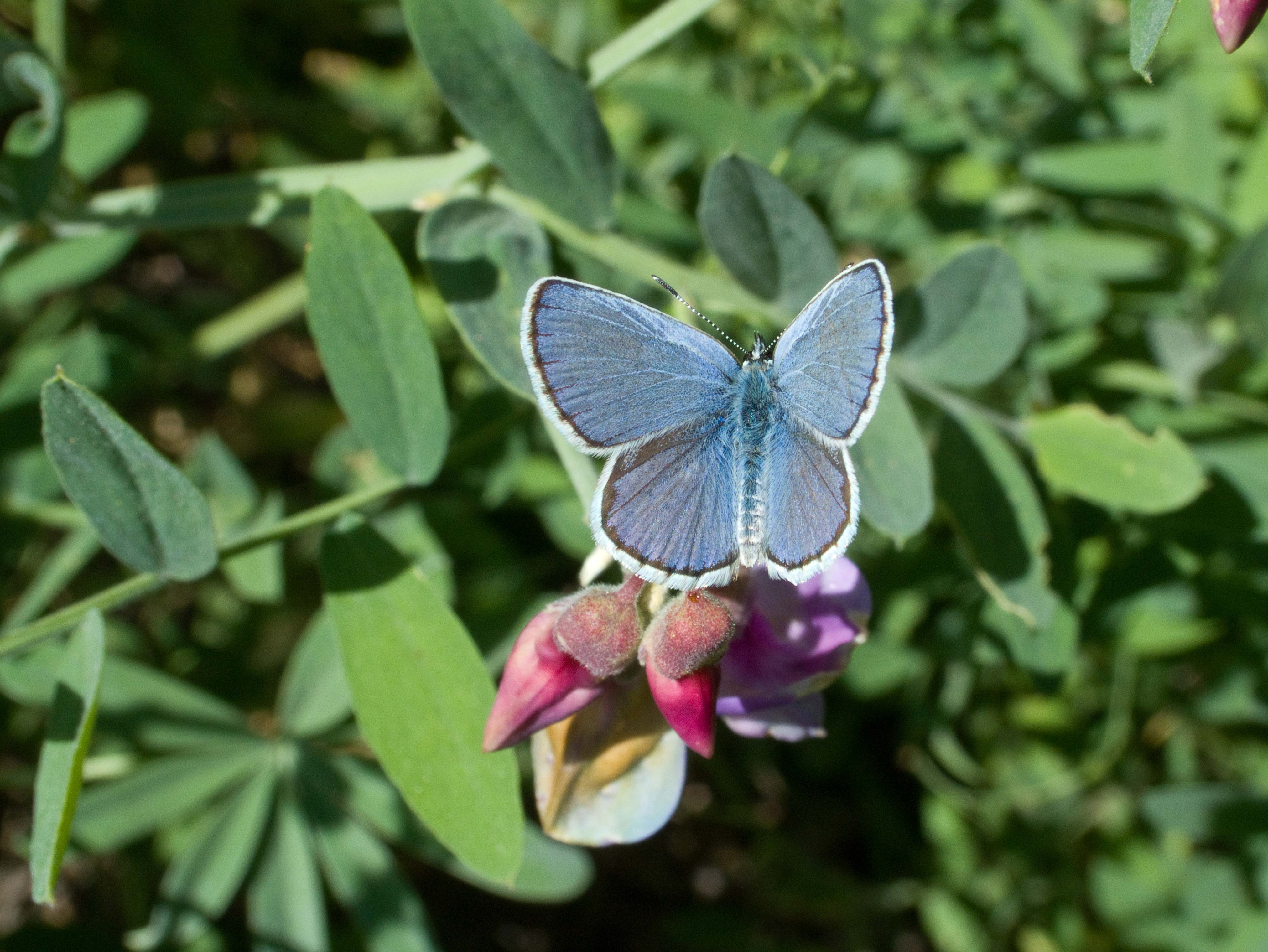 HumBug: Little Blue Butterflies | News Blog