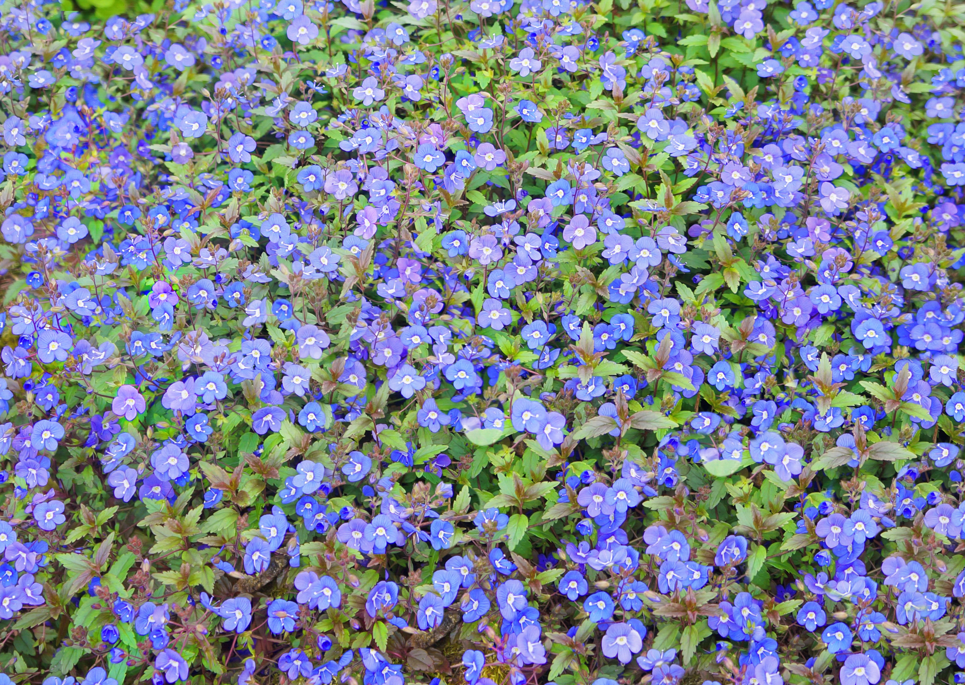 Top Small Blue Flowers On Small Blue Flower Vue Img on Home Design ...