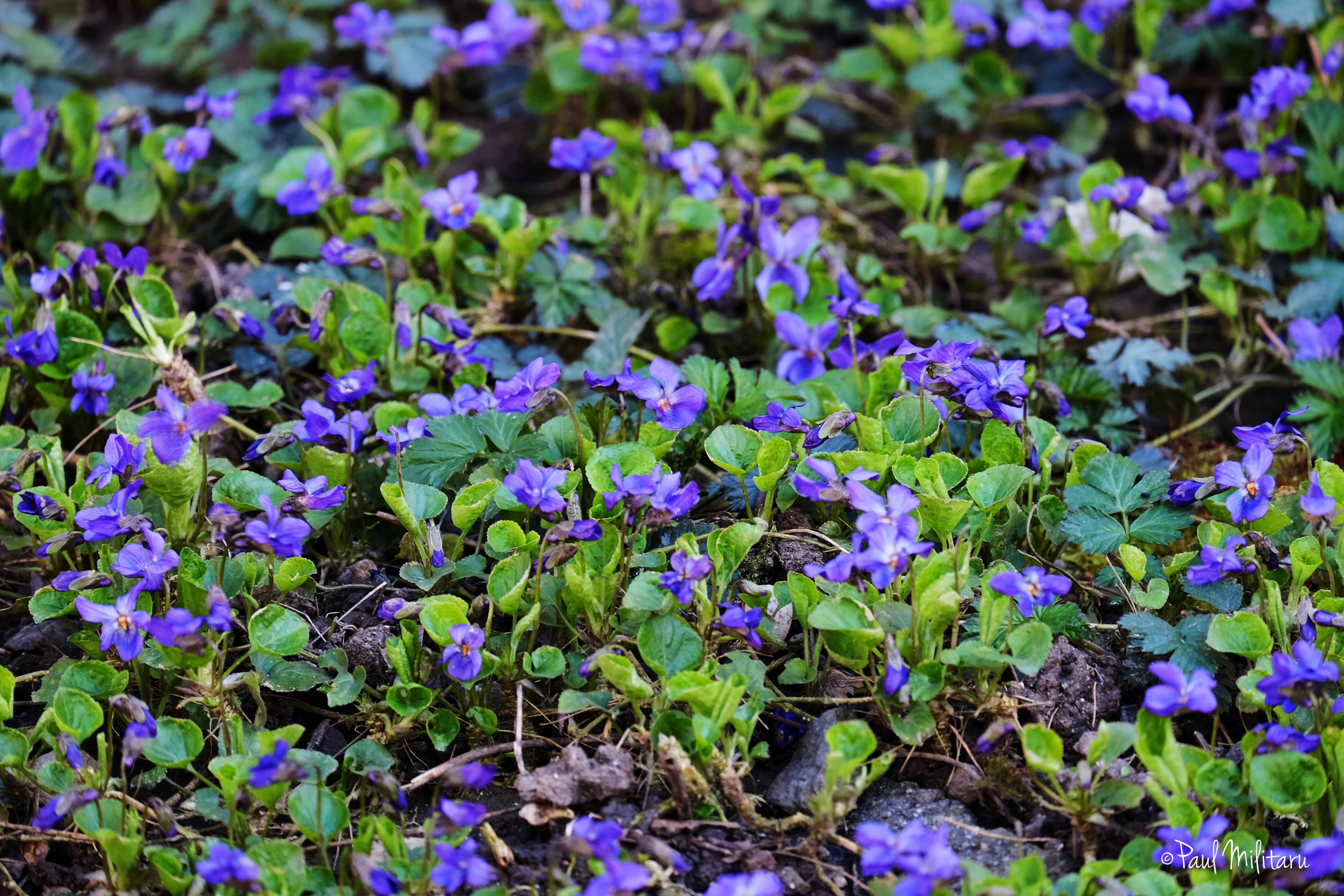 little blue flowers | Paul Militaru