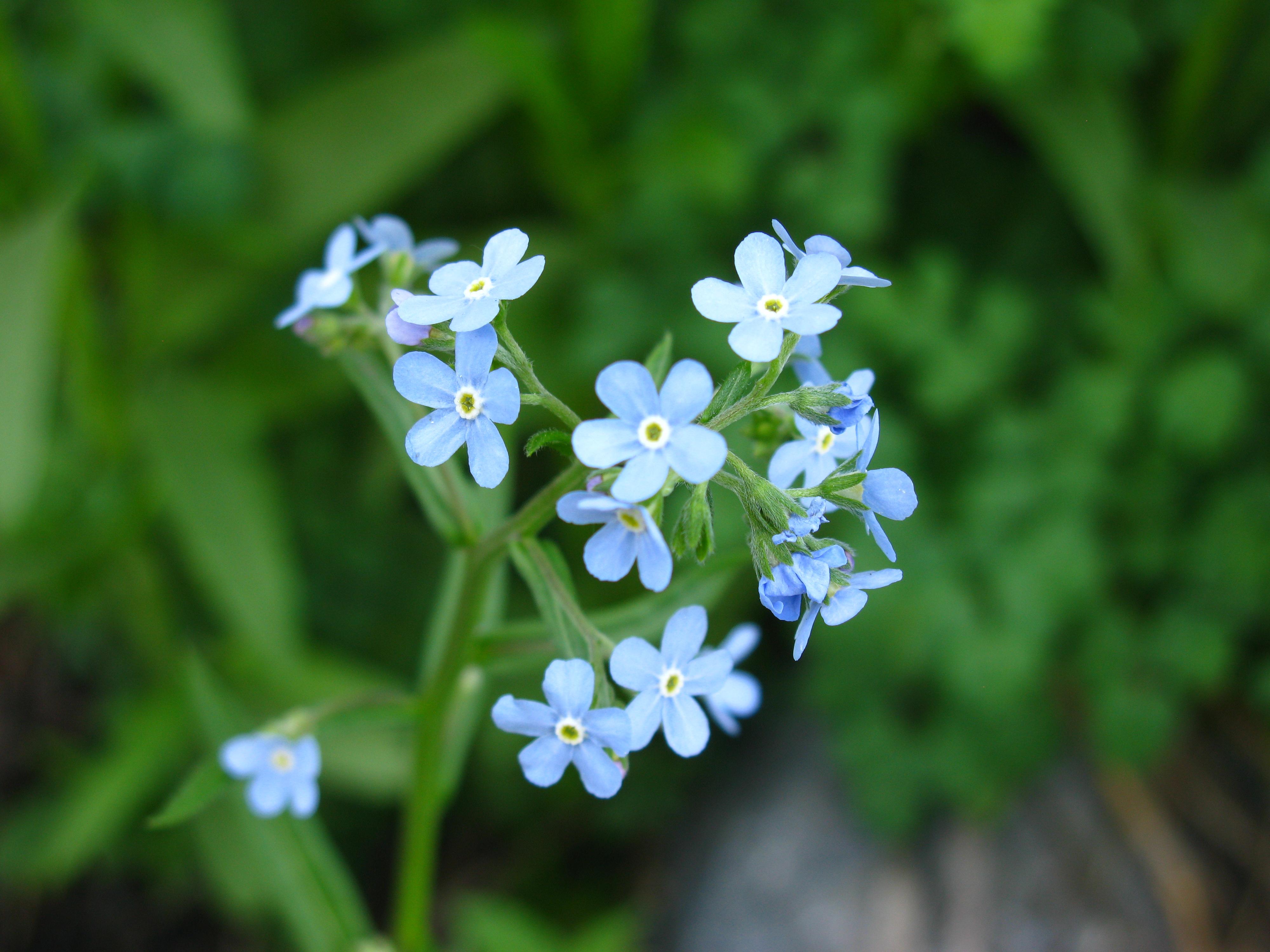 Little blue flowers photo