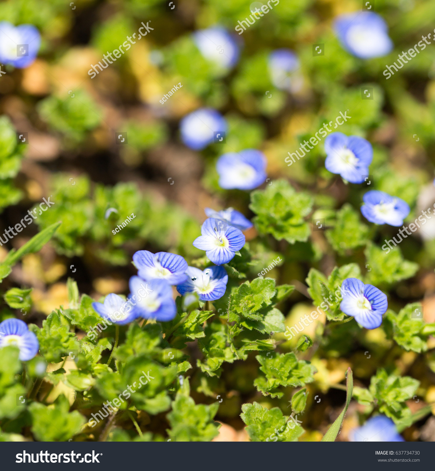 Little Blue Flowers Nature Stock Photo 637734730 - Shutterstock