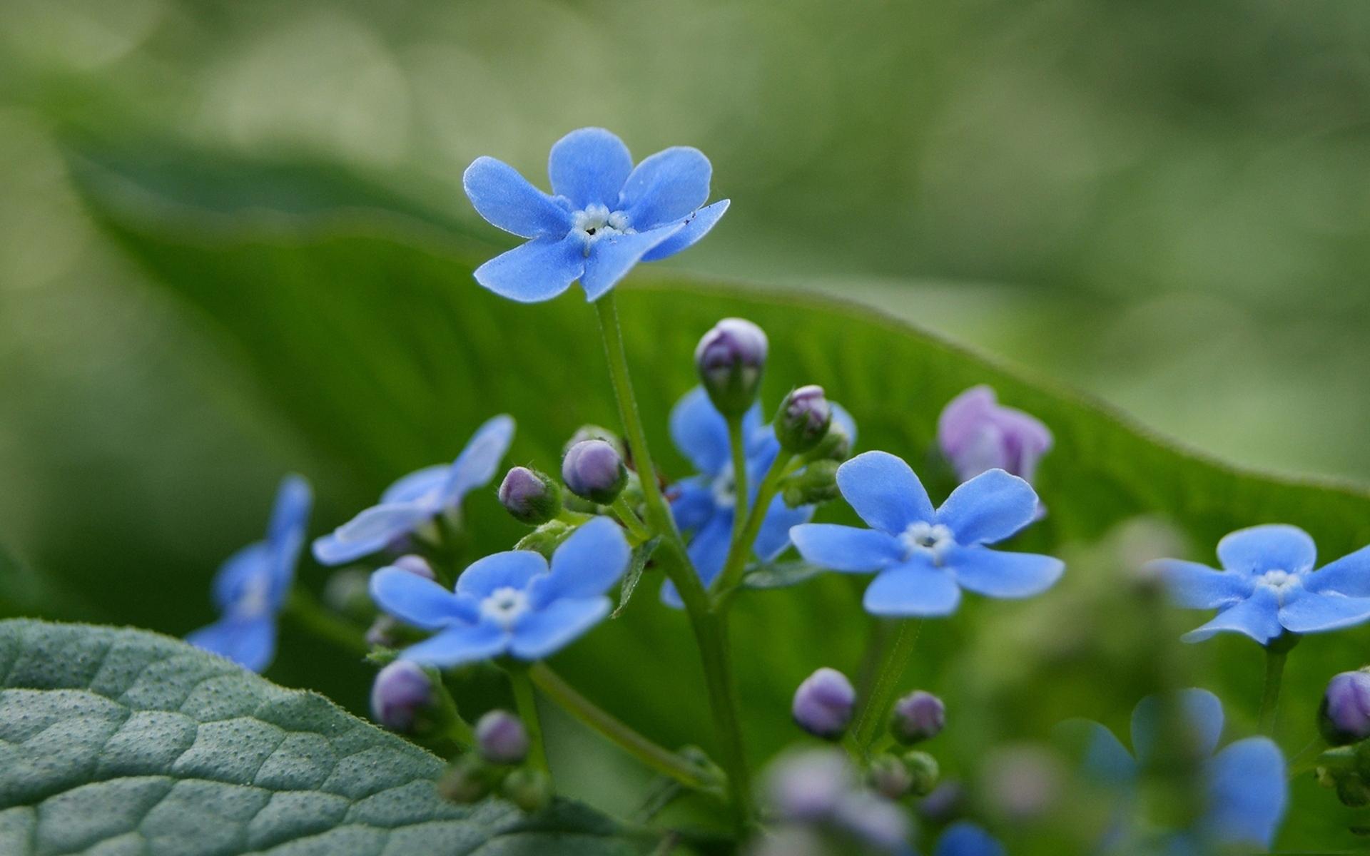 Tiny Blue Flowers wallpaper | colorful | Wallpaper Better