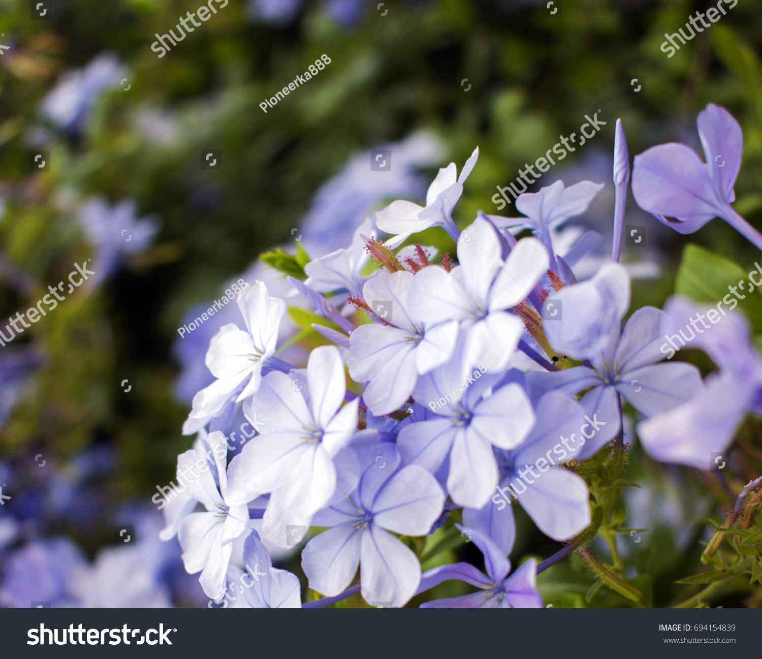 Little Blue Flowers Plumbago Capensis Stock Photo (Royalty Free ...