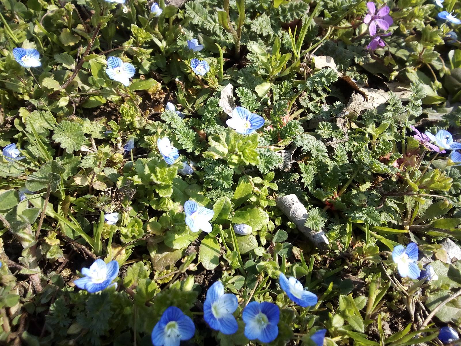 identification - What is this short plant with little blue flowers ...