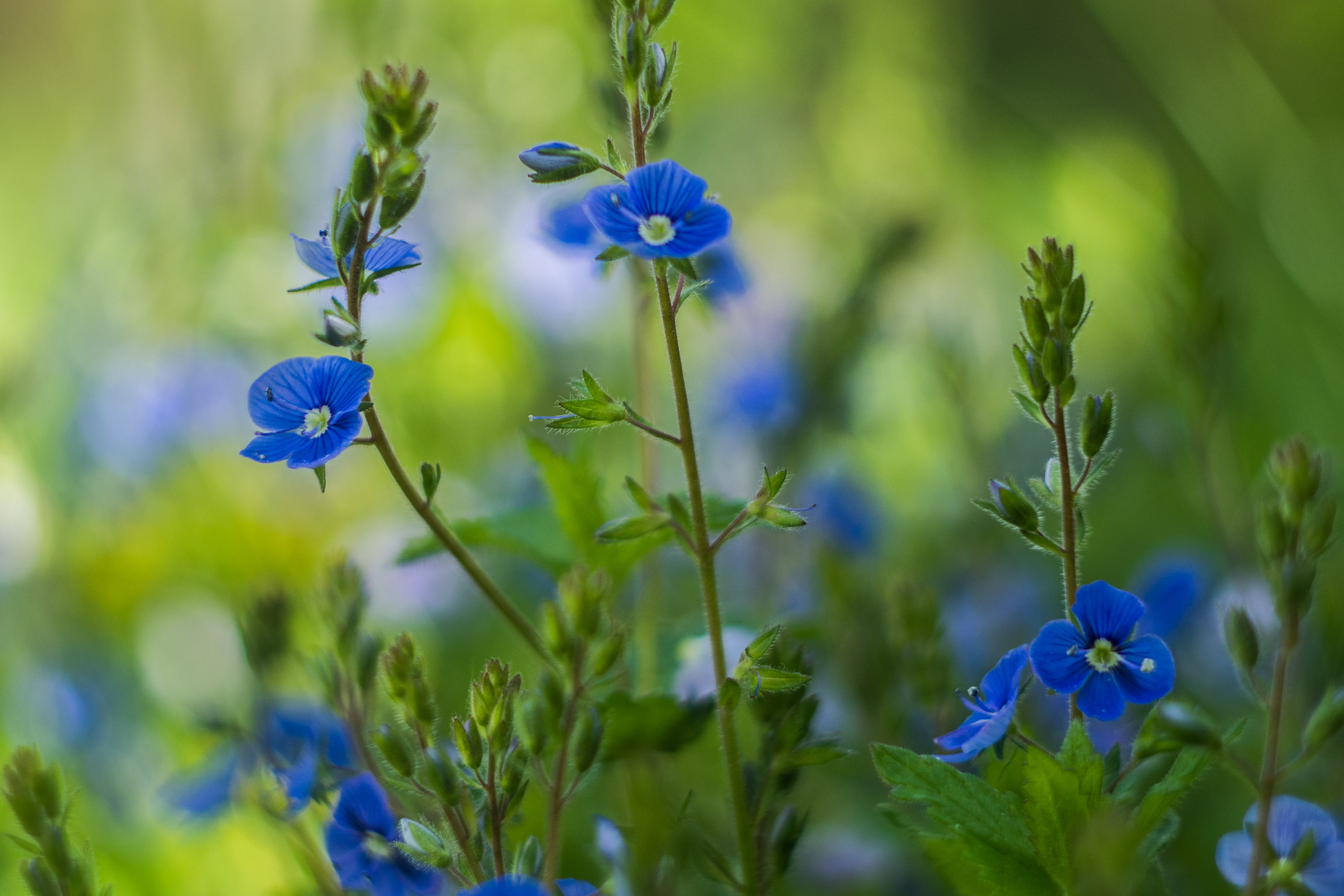 Цветок с мелкими синими цветочками