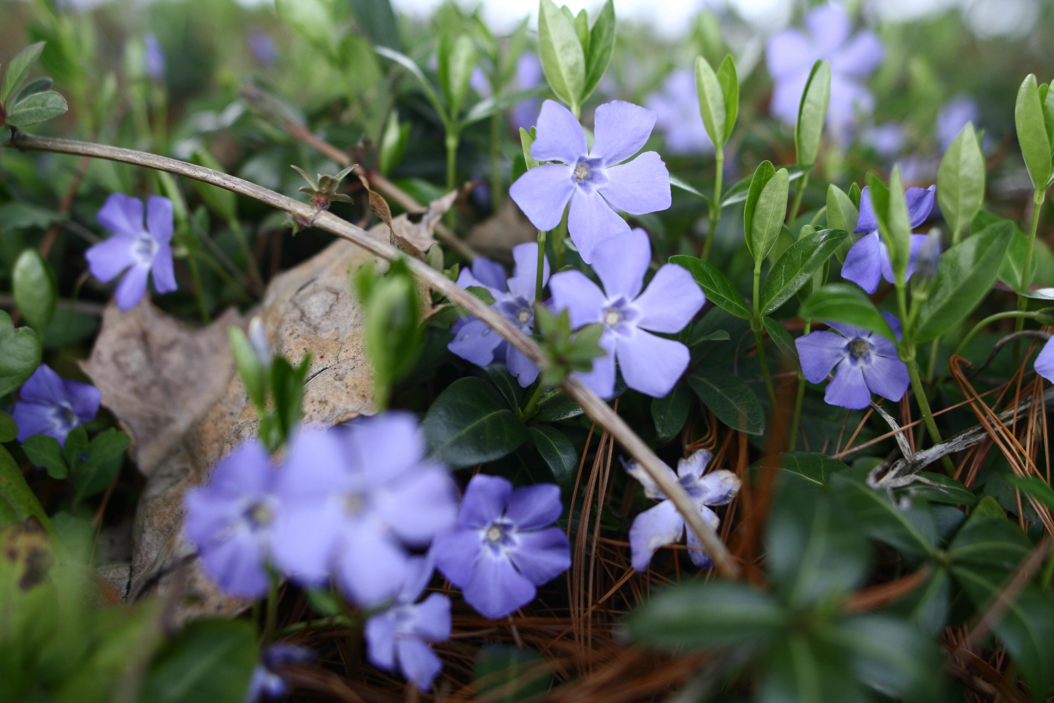 Macro Little Blue Flowers Spring | Flowers| Free Nature Pictures by ...