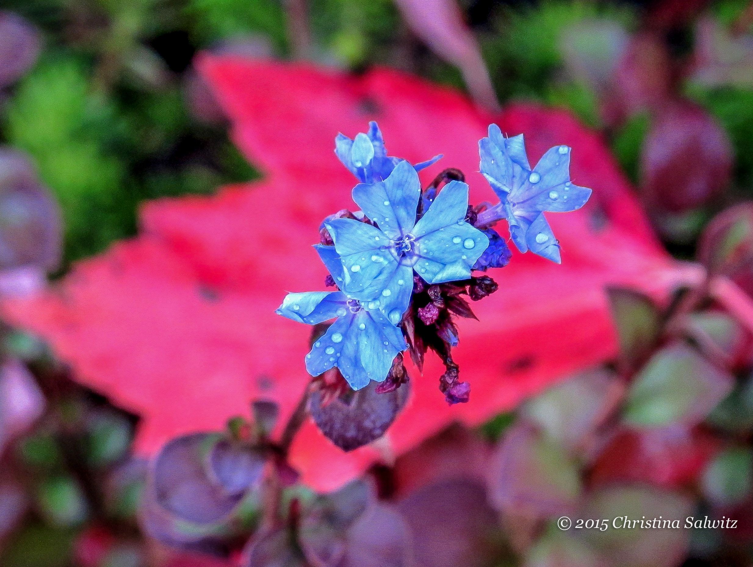 Ever tried the #perennial #groundcover called Plumbago? Pretty ...