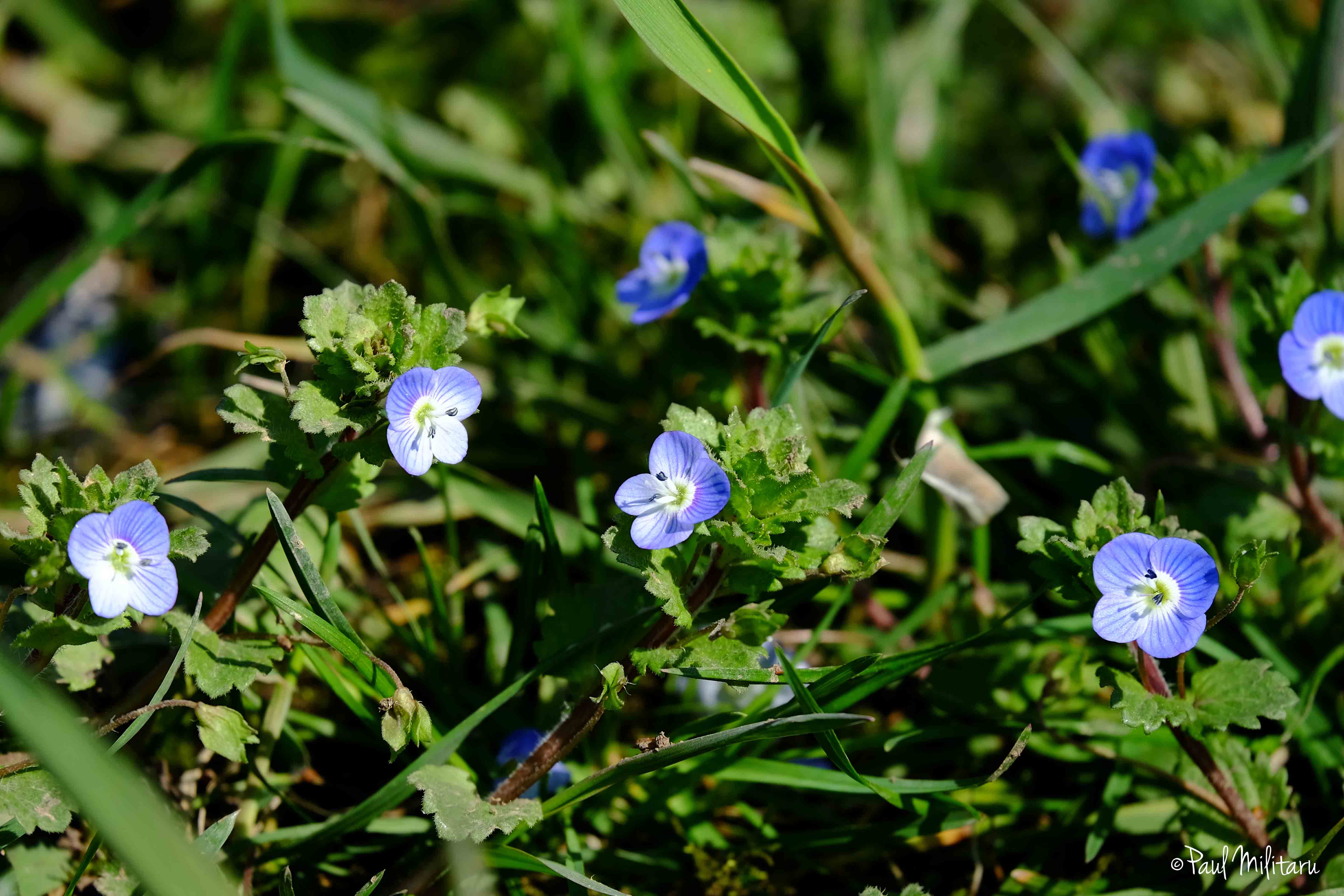 wild little blue flowers | Paul Militaru
