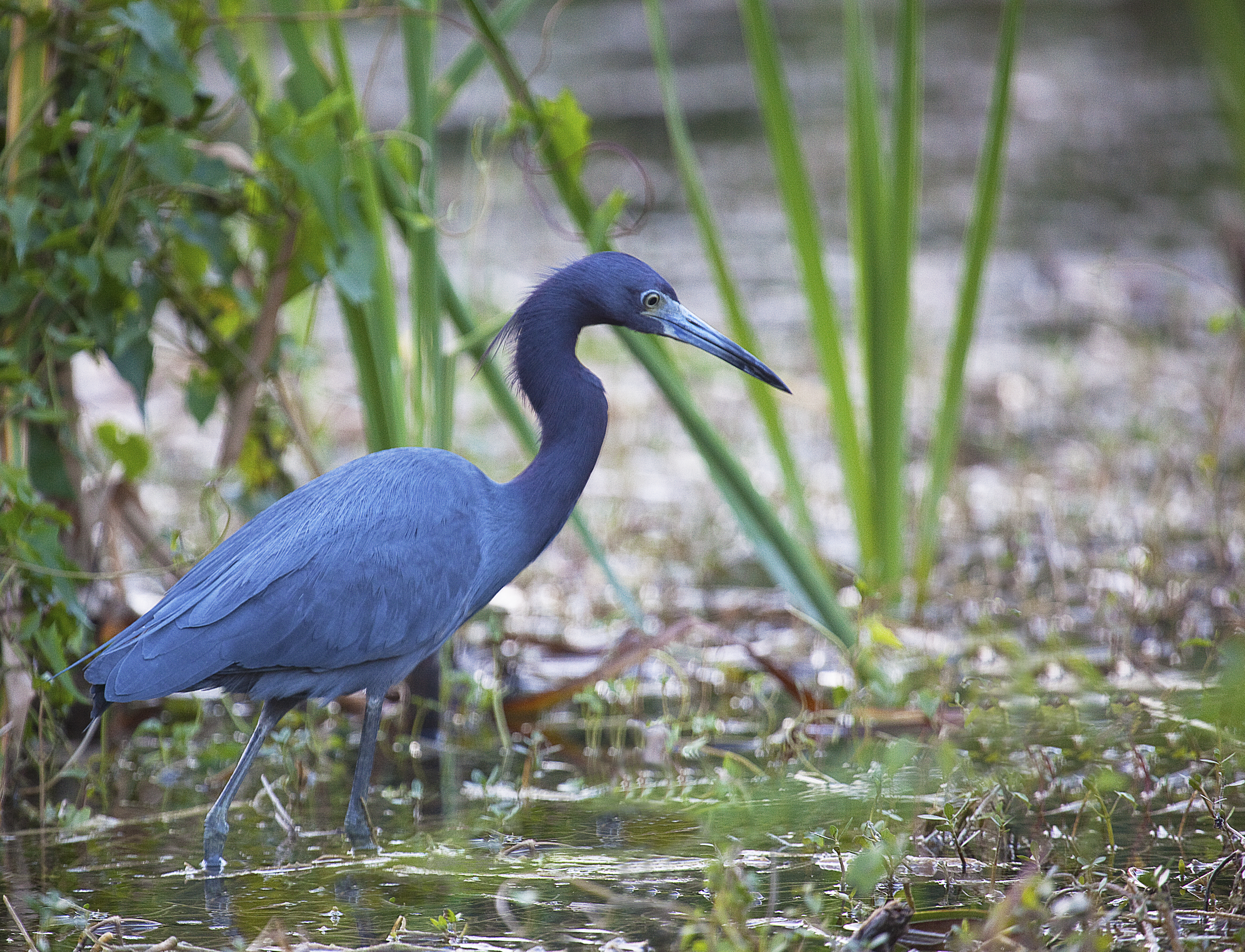 File:Everglades Little Blue Heron.jpg - Wikimedia Commons