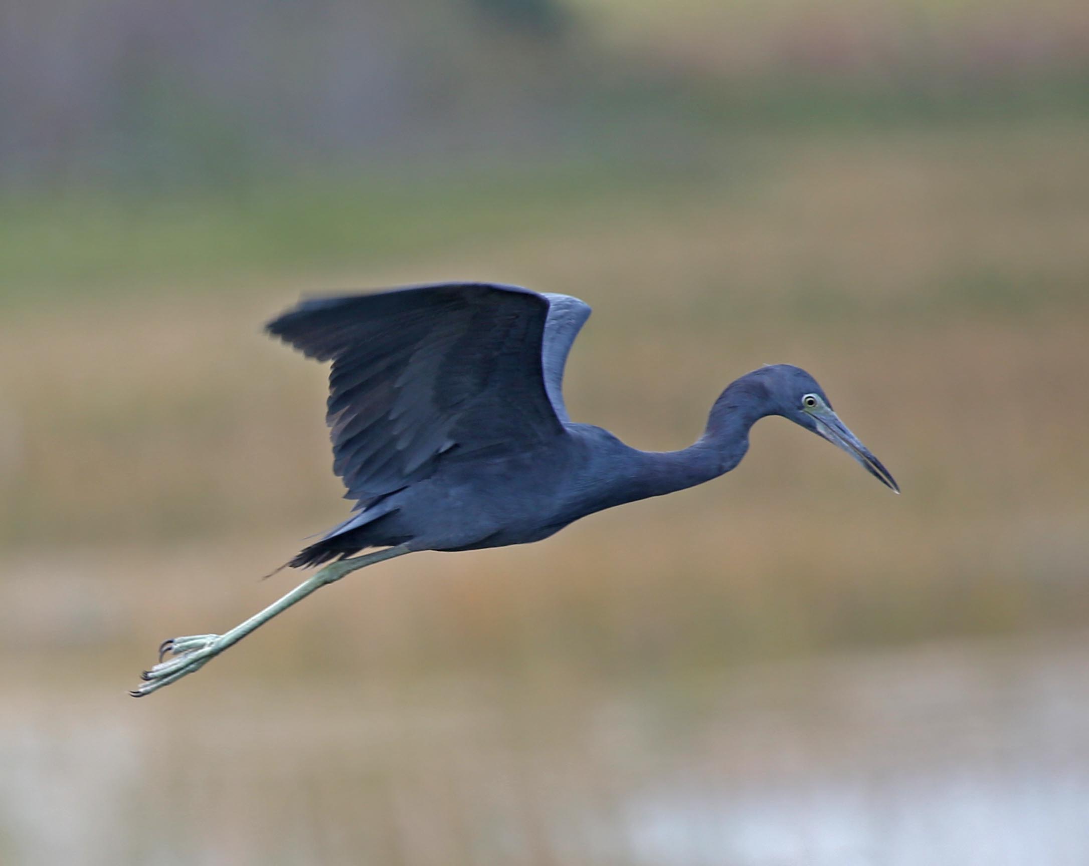 Pictures and information on Little Blue Heron