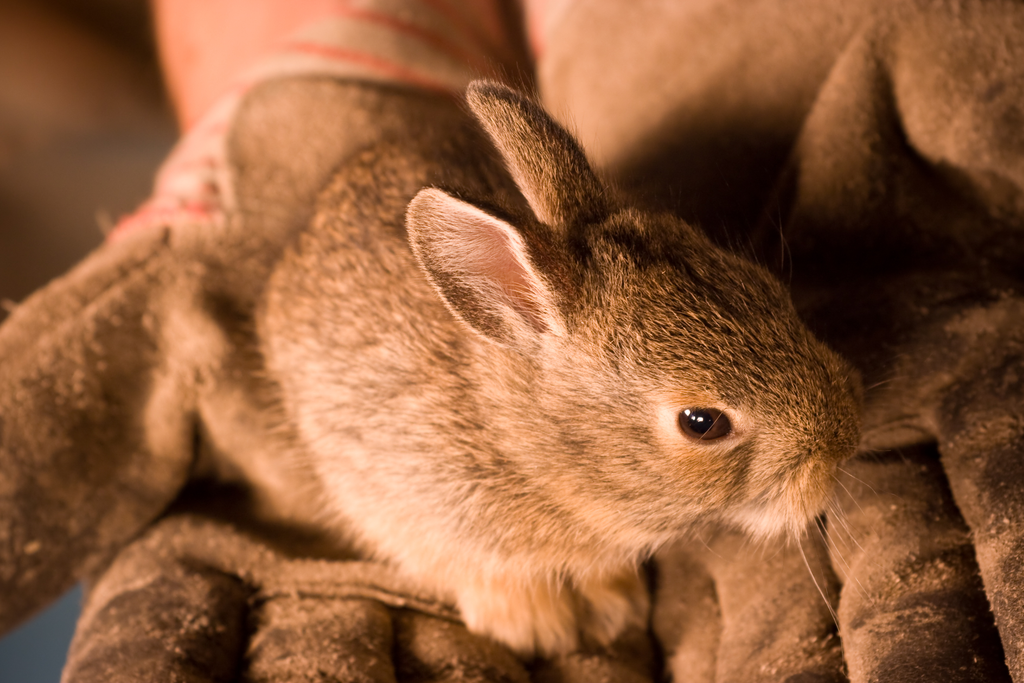 Little bunny in hands, Animal, Arm, Bunny, Close, HQ Photo
