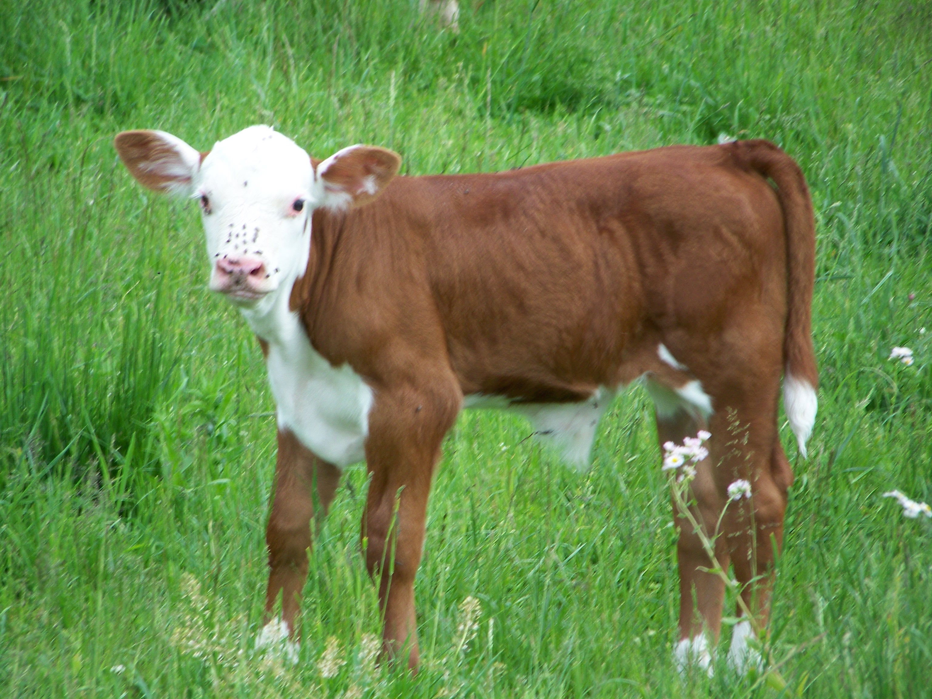 Little calf photo