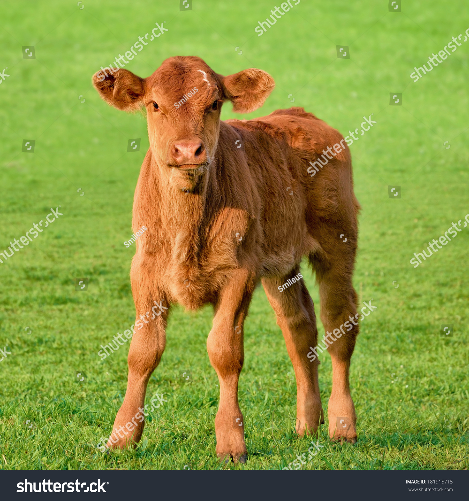 Happy Little Calf Standing On Fresh Stock Photo 181915715 - Shutterstock