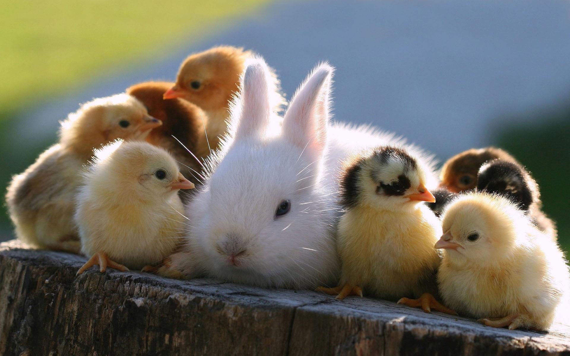 Cute Bunny With Little Chicks Wallpaper | 1920x1200 | ID:32480 ...
