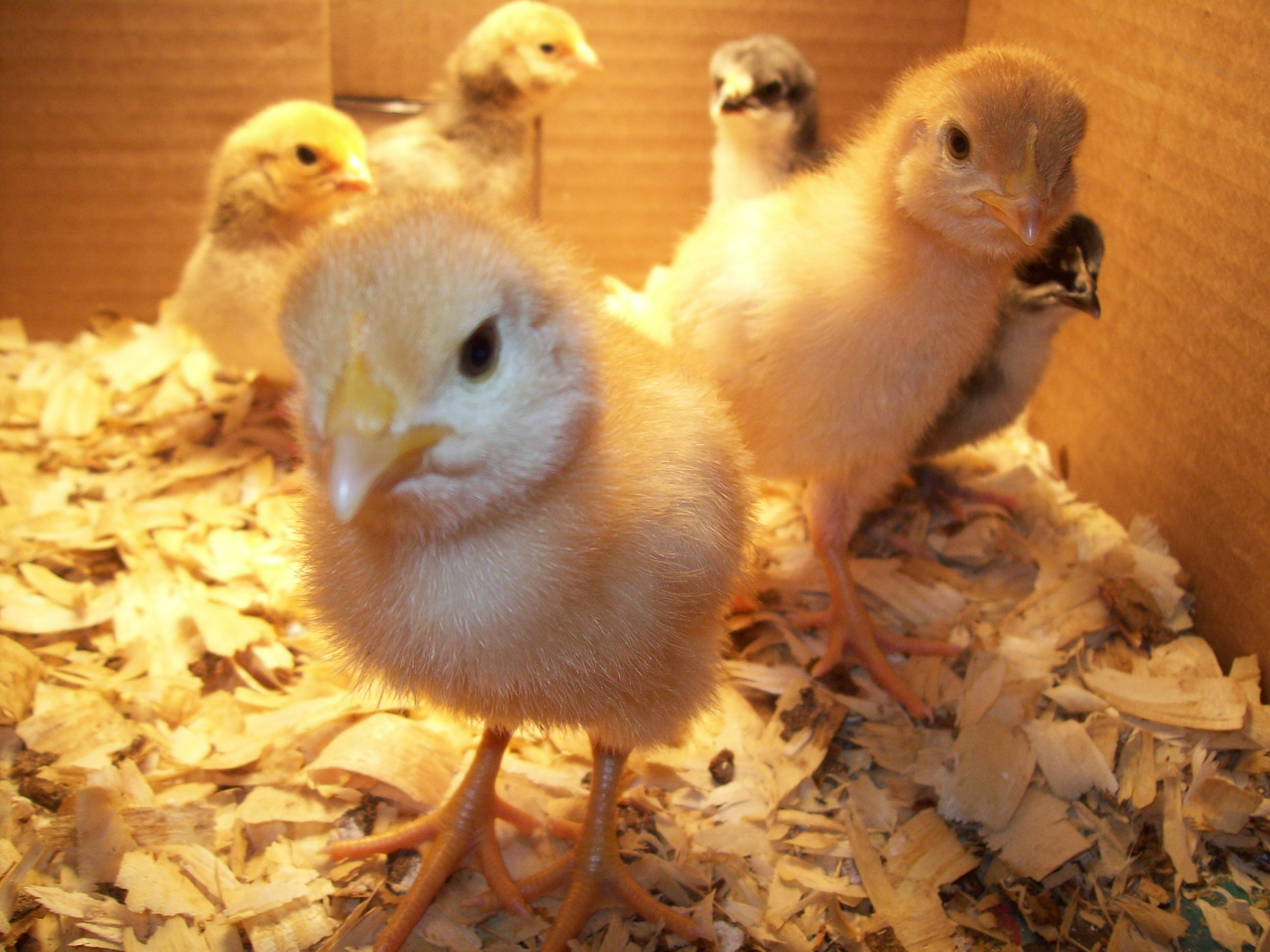 Chicks, Baby Quail, a Recipe, and More | OneAndaHalfAcreHomestead