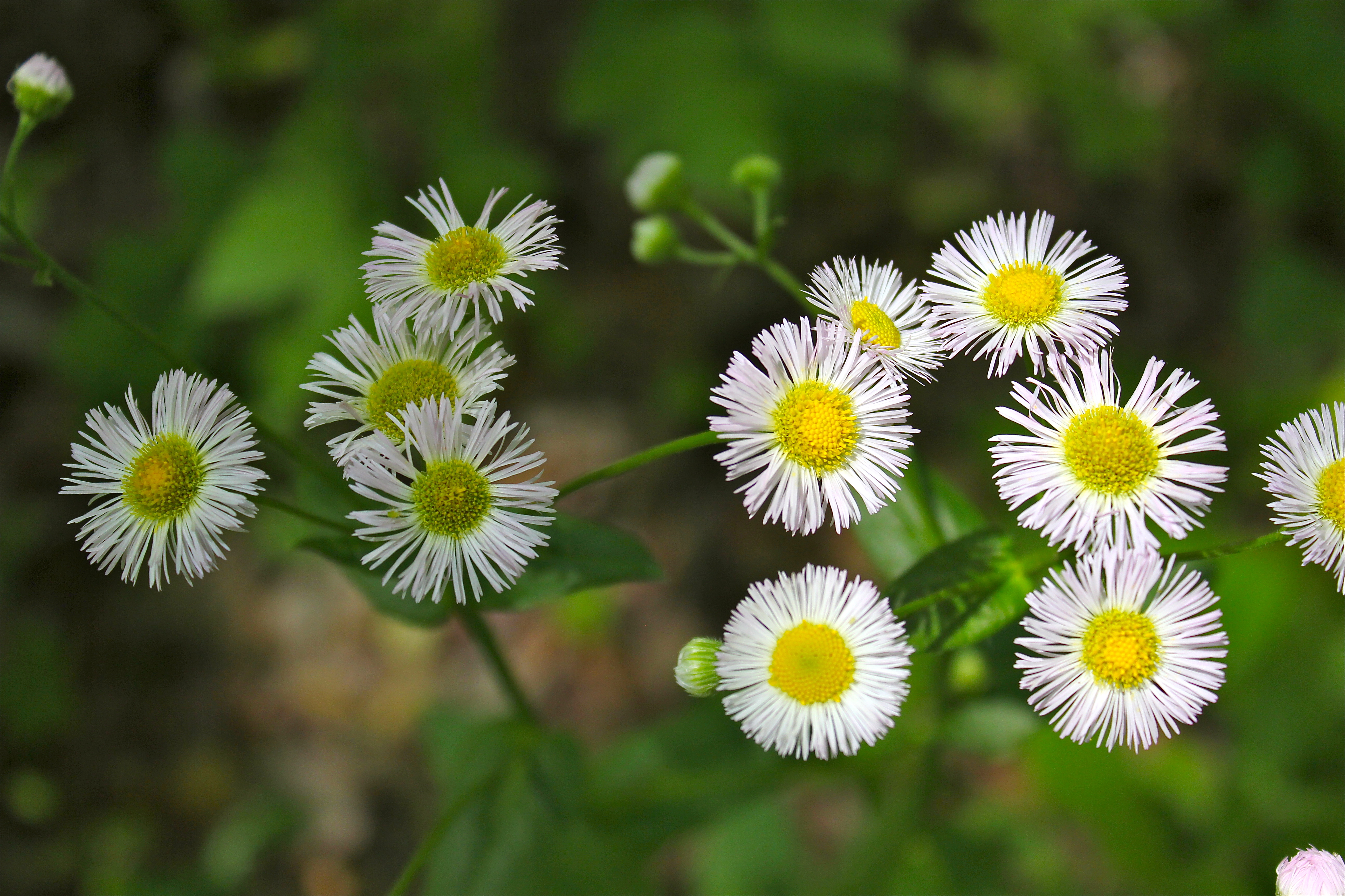 Download Free photo: Little daisy flowers - White, Nature, Summer ...