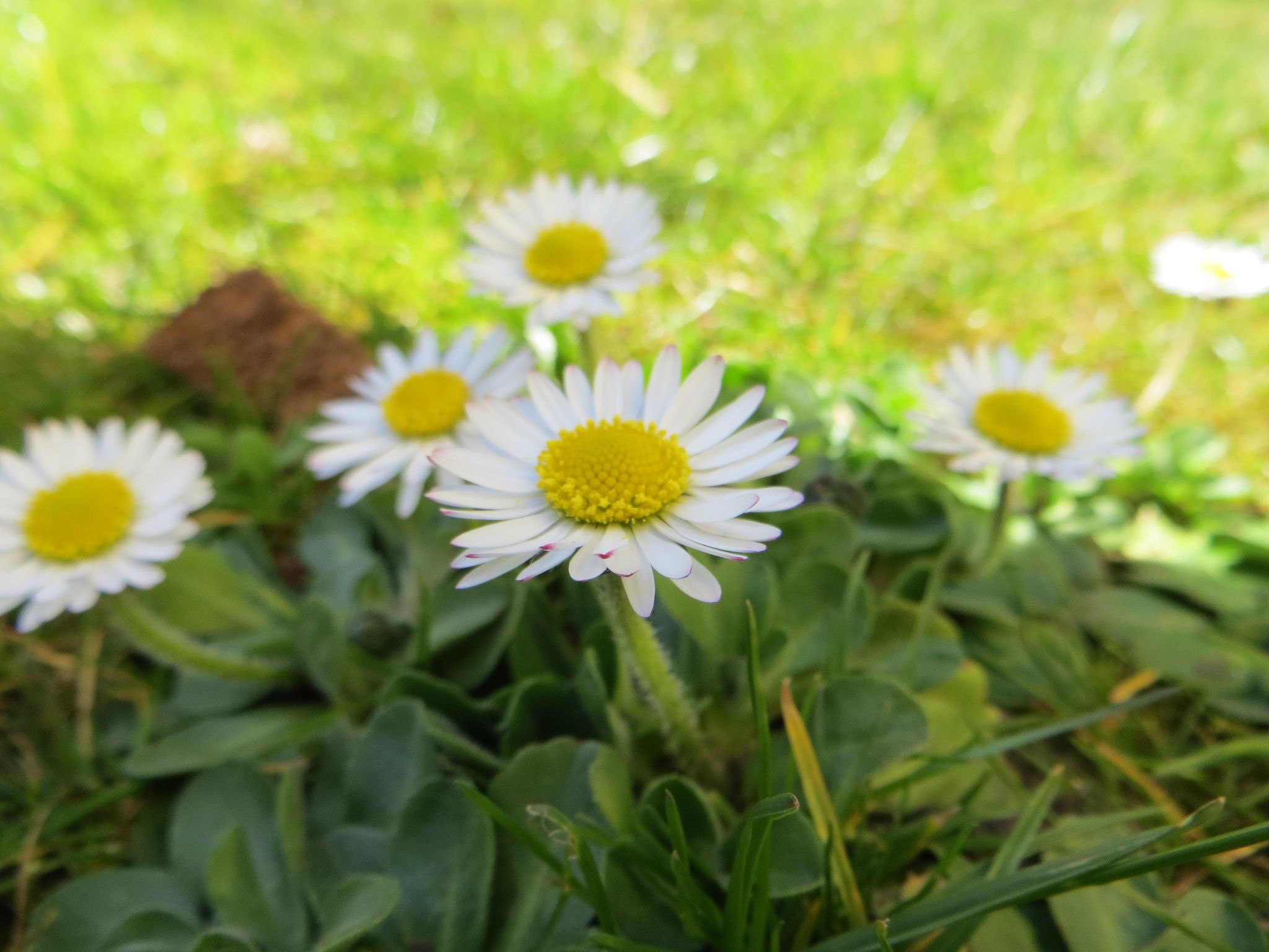 Free photo: Little daisy flowers - White, Nature, Summer - Free ...