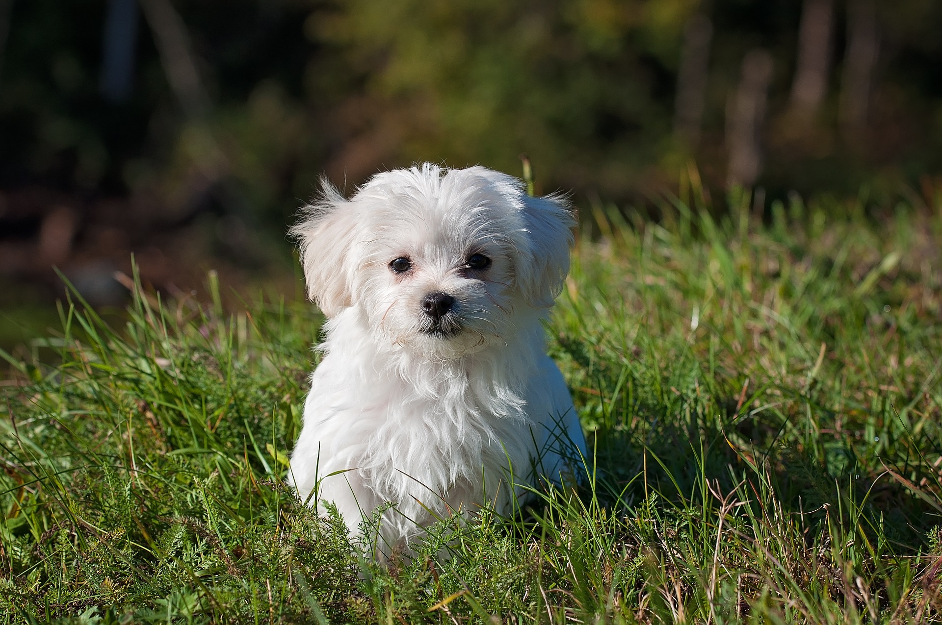 Small maltese dog photo