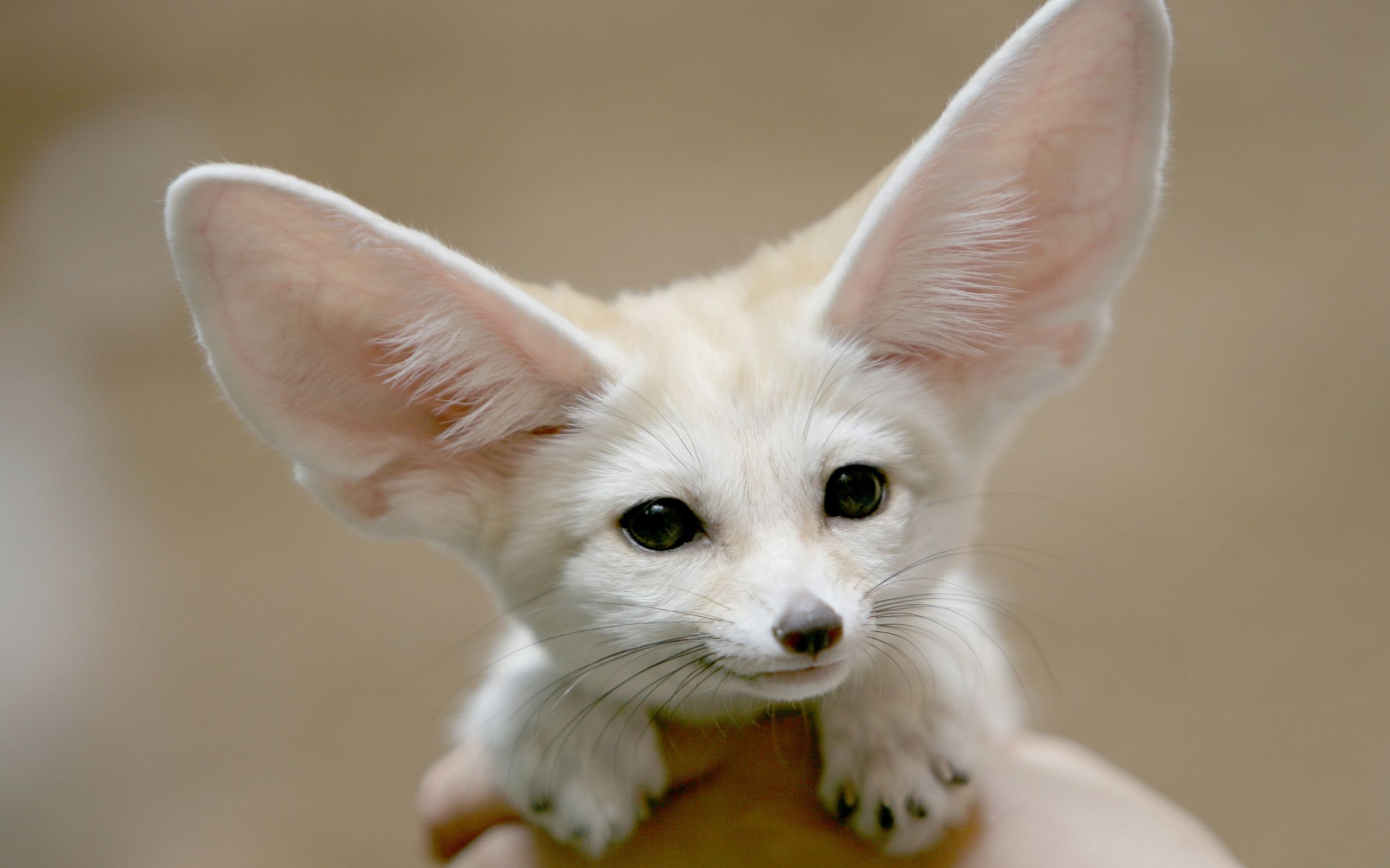 big ears little dog Blank Template - Imgflip