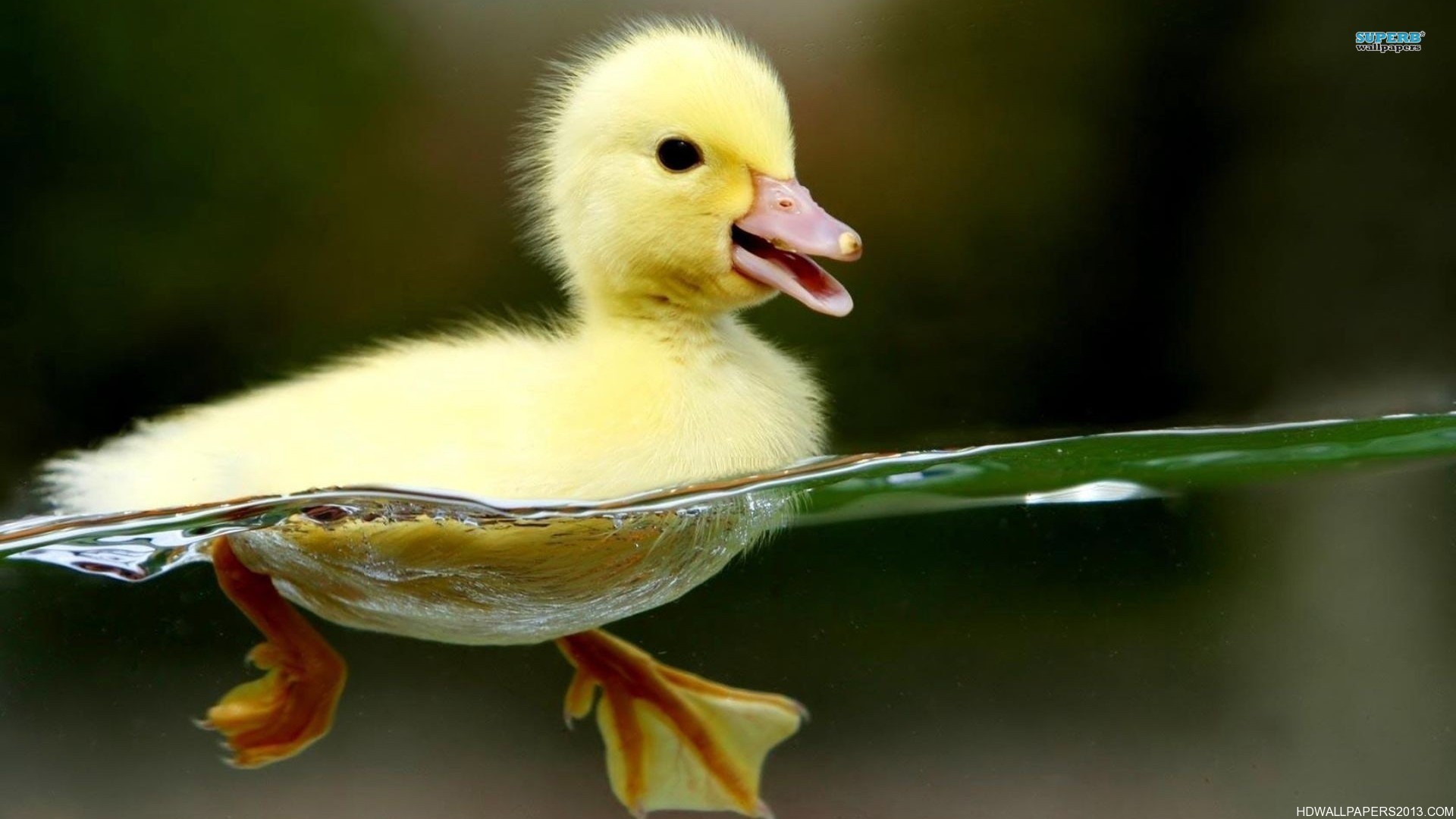 Cute Little Duckling | High Definition Wallpapers, High Definition ...