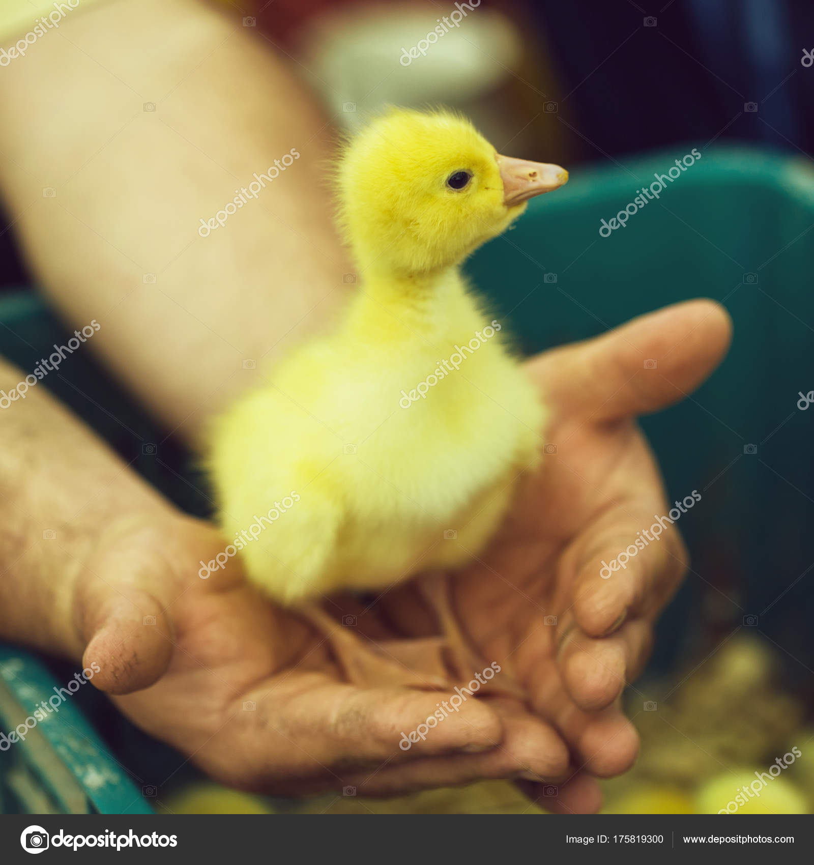 Fluffy little duckling — Stock Photo © Tverdohlib.com #175819300