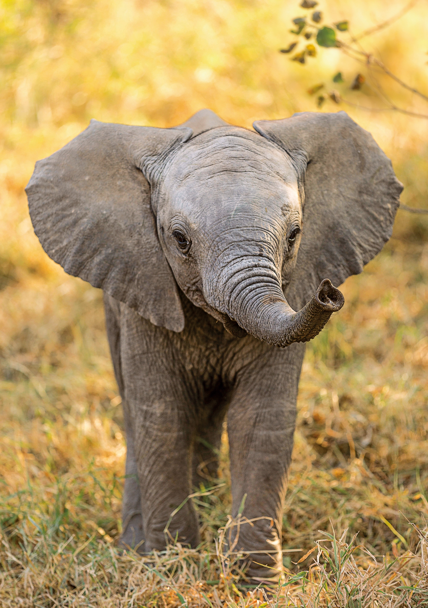 Little Elephant - 104 pcs - WWF - Clementoni
