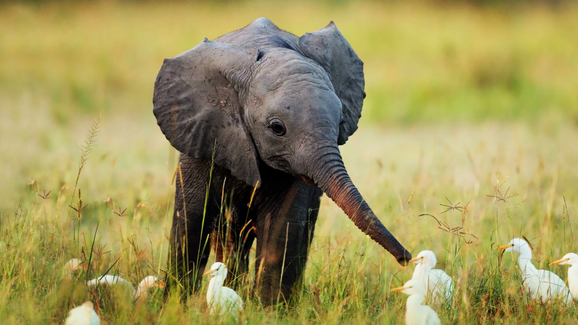 Baby Elephant HD Wallpaper, Background Images