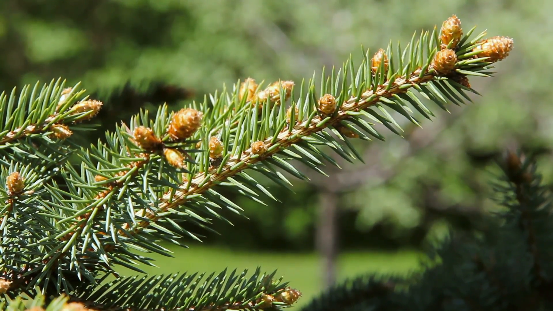 Tell the difference between pine, spruce and fir | ZenSeekers