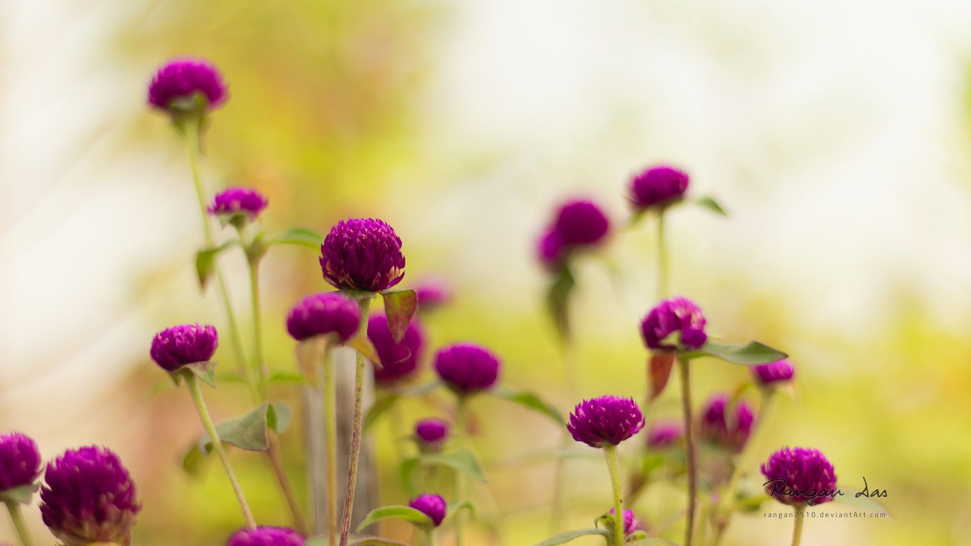 Beautiful Purple Garden Flower HD Wallpaper | Flowers - Kwiaty ...