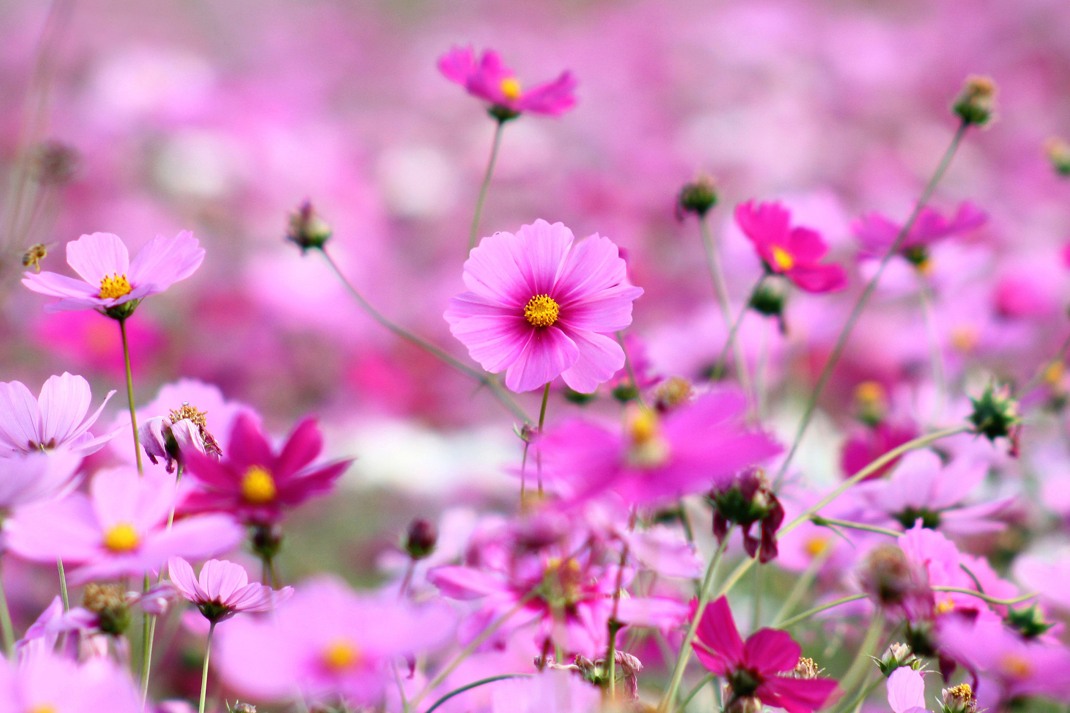 Inspirations Little Flower With Pink Little Flowers Wallpapers x ...