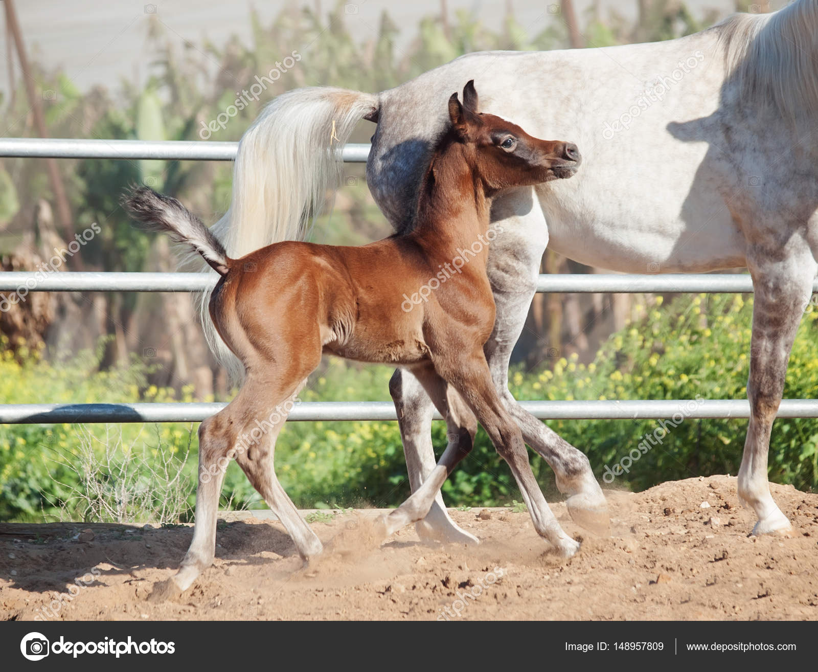 running arabian little foal with mom — Stock Photo © anakondasp ...