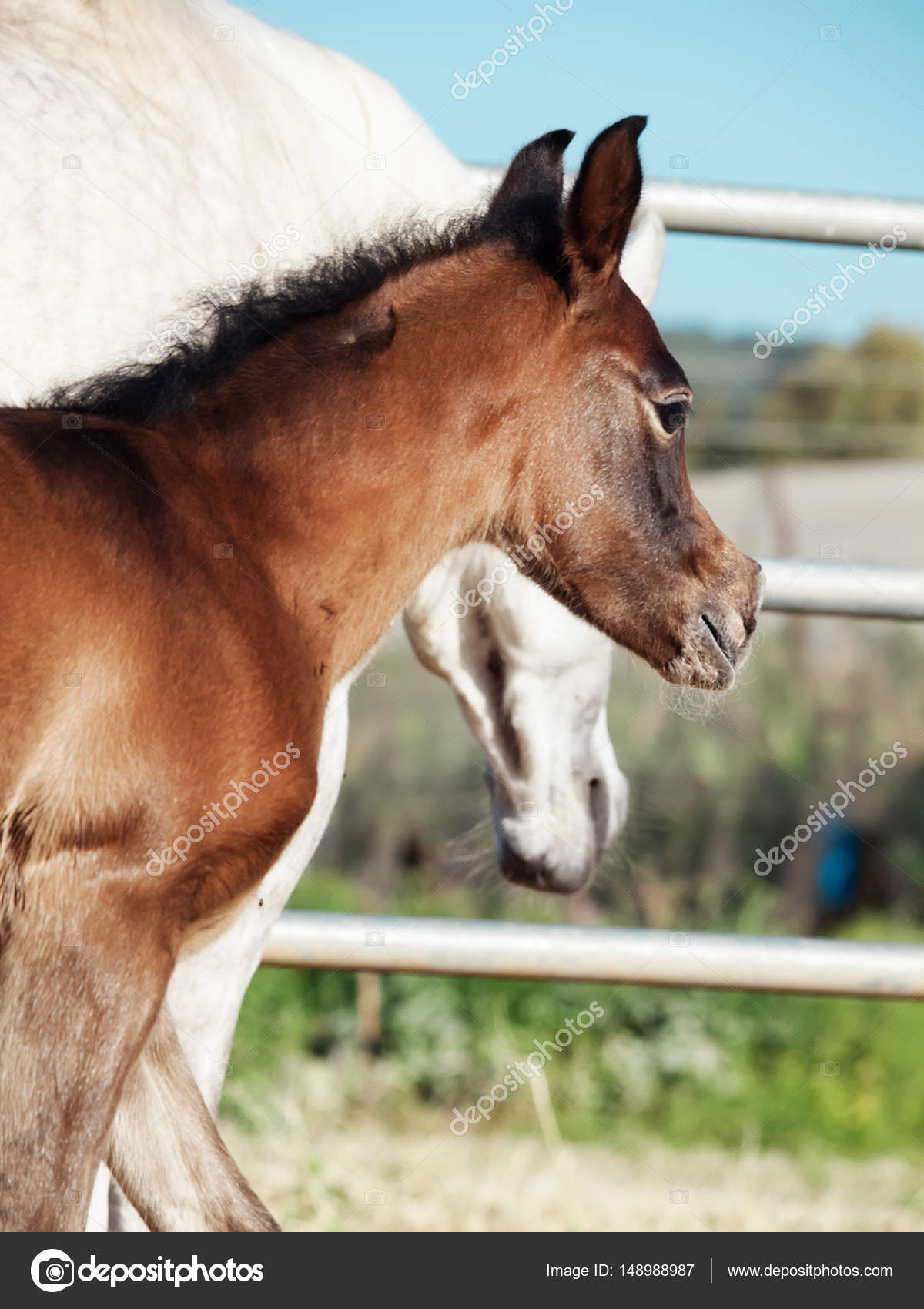 portrait of arabian little foal with mom. Israel — Stock Photo ...