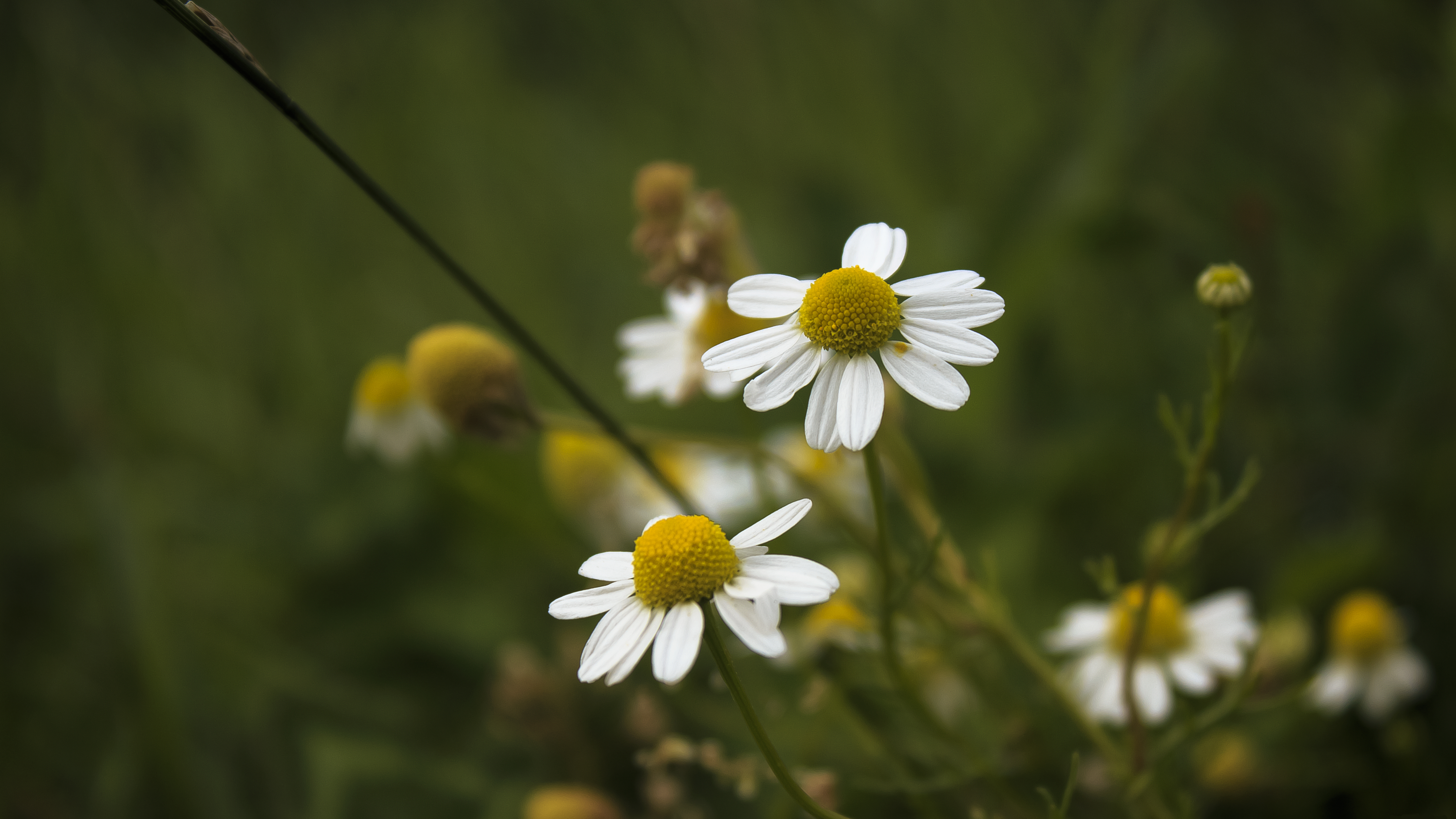 White little Flowers by Danimatie on DeviantArt