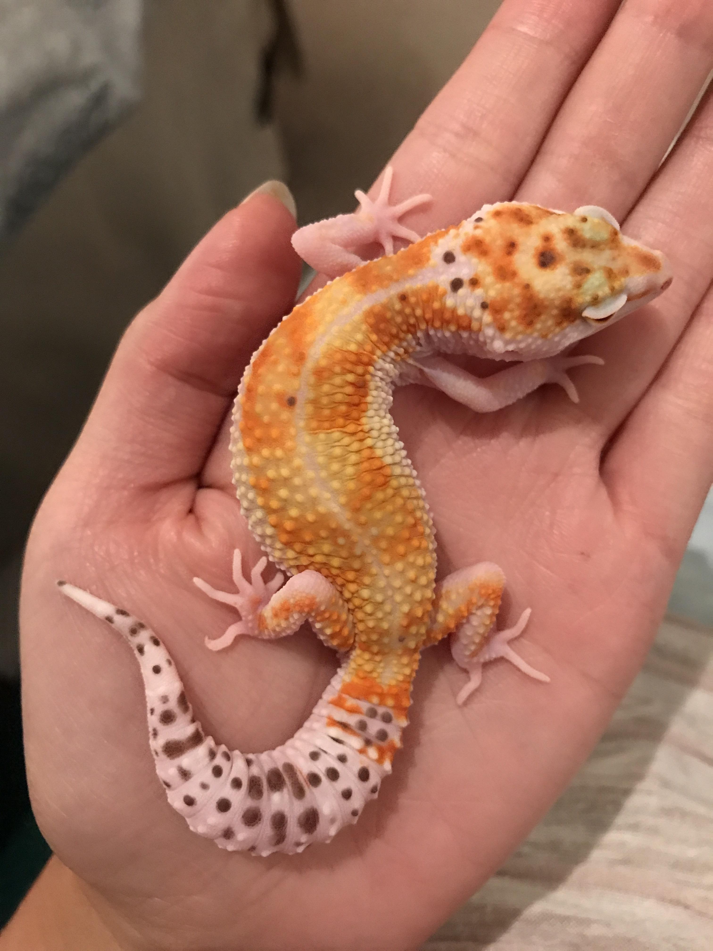 Our little gecko we picked up a month ago! : leopardgeckos