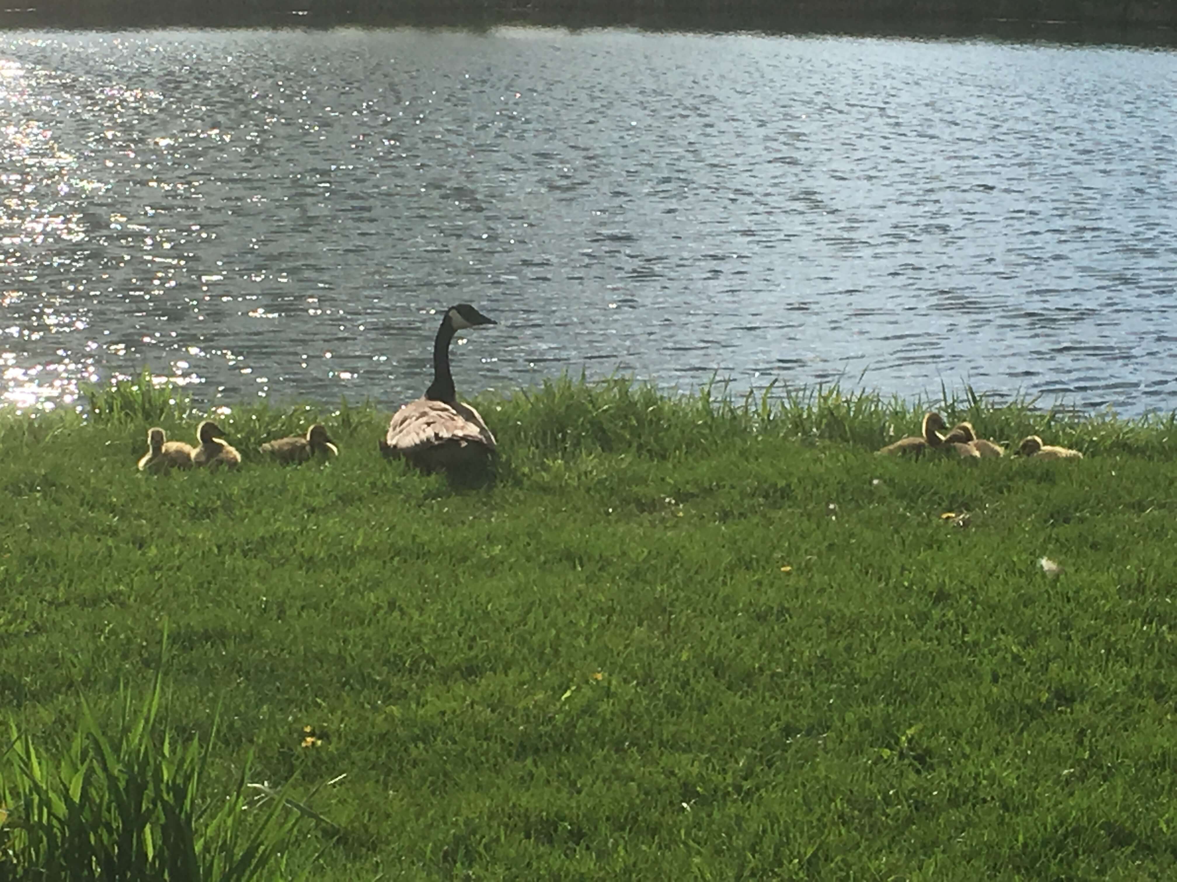 Little goslings photo
