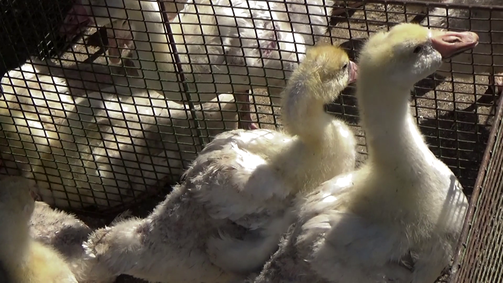 The little goslings in a cage Stock Video Footage - VideoBlocks