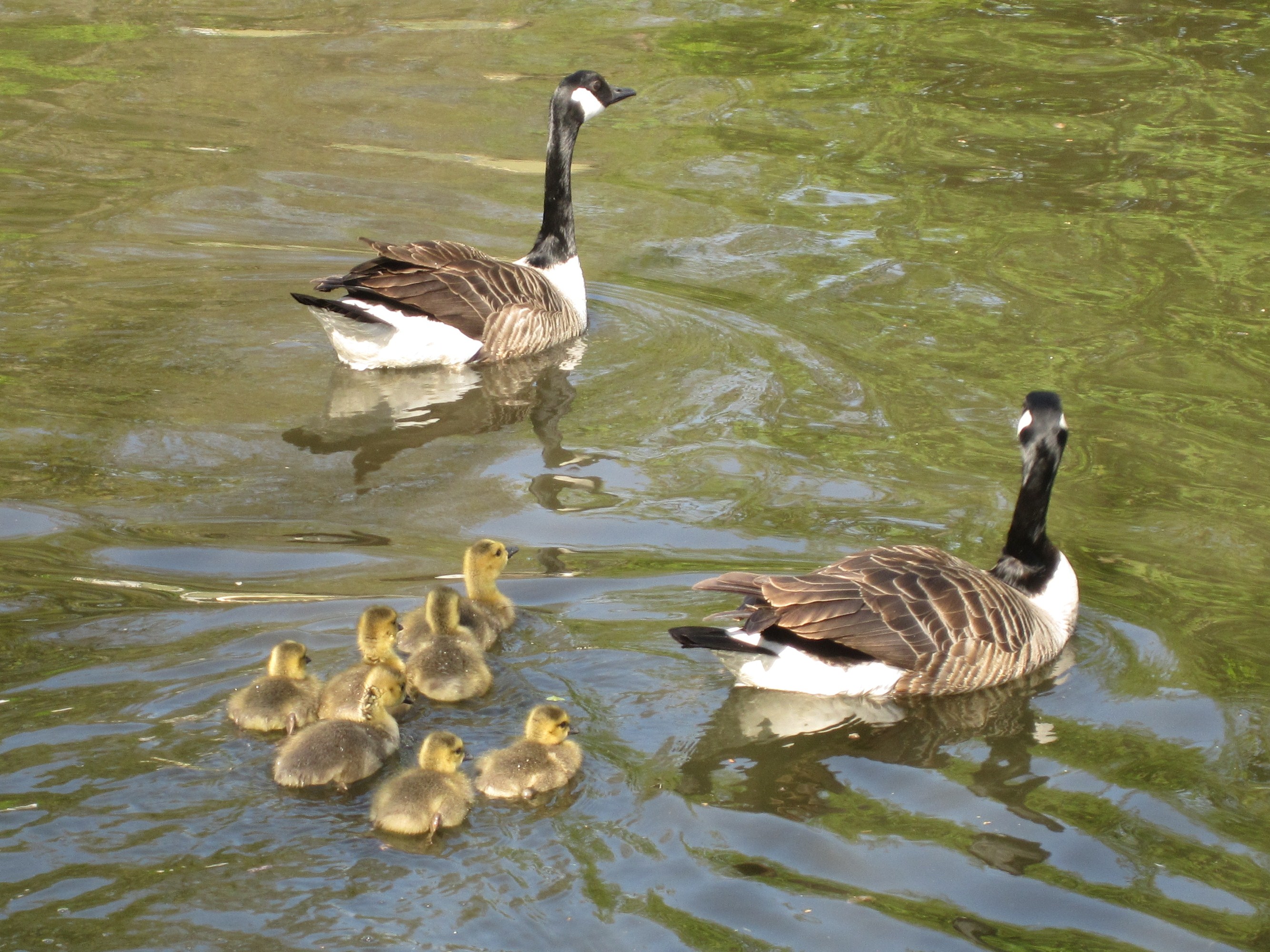 Seven little goslings… | Another Kind Of Mind